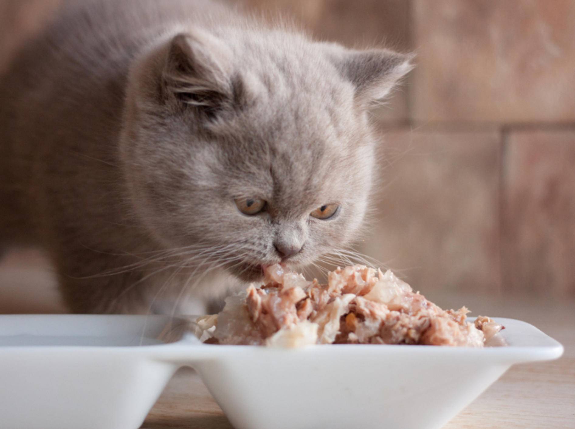In den meisten Fällen werden Blähungen bei Katzen durch das falsche Futter hervorgerufen – Shutterstock / aleg baranau