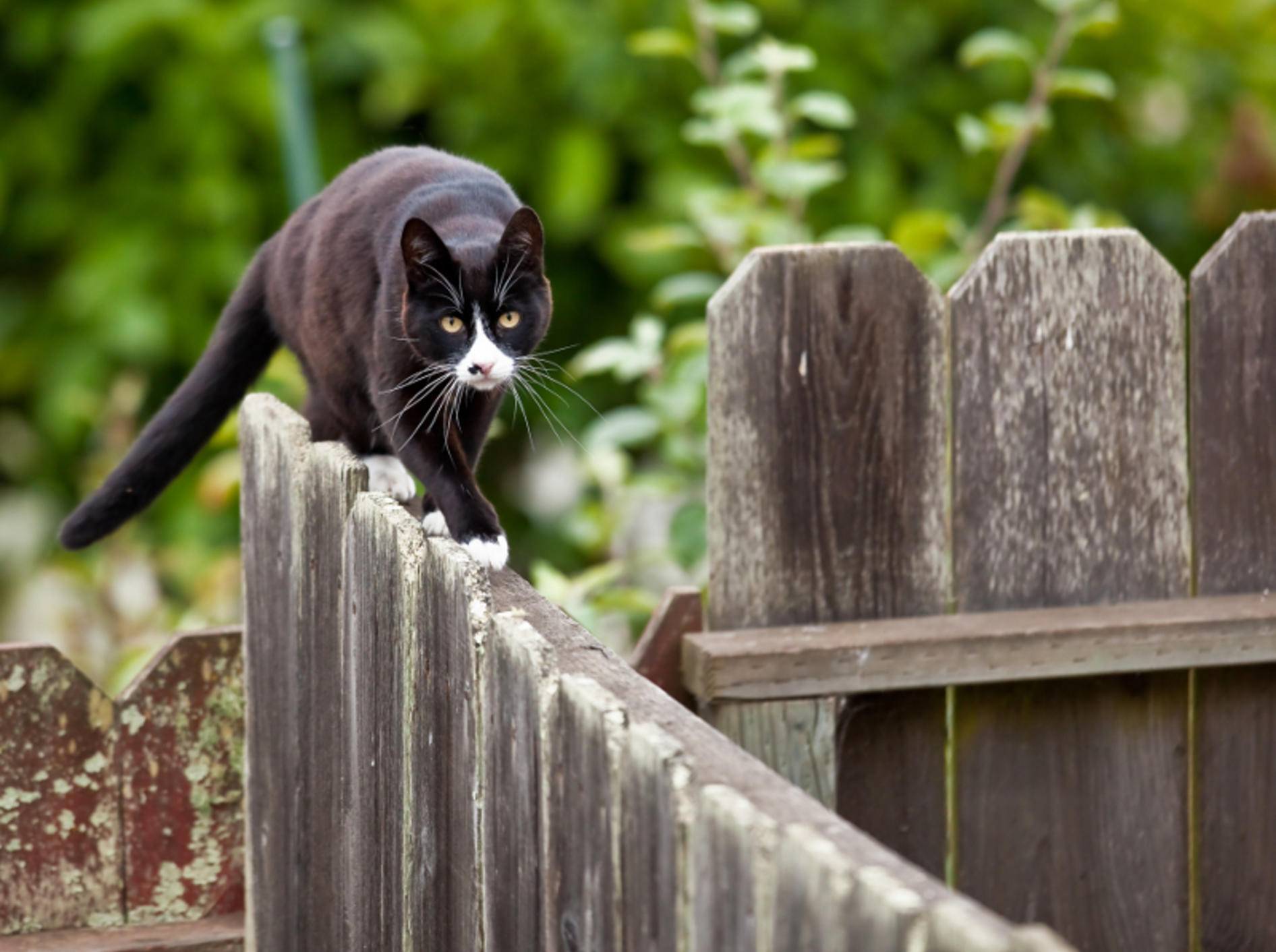 Fremde Katzen aus dem eigenen Garten fernhalten: So geht´s - Garten, HausXXL, Garten