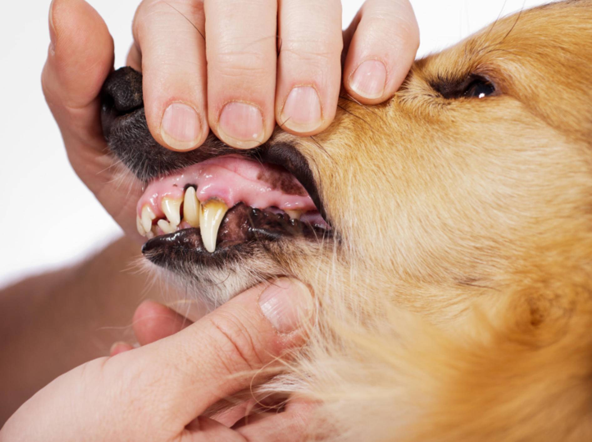Zähne zeigen! Auch die regelmäßige Kontrolle von Zähnen und Zahnfleisch gehört zum privaten Gesundheitscheck dazu – Shutterstock / Jana Schoenknecht