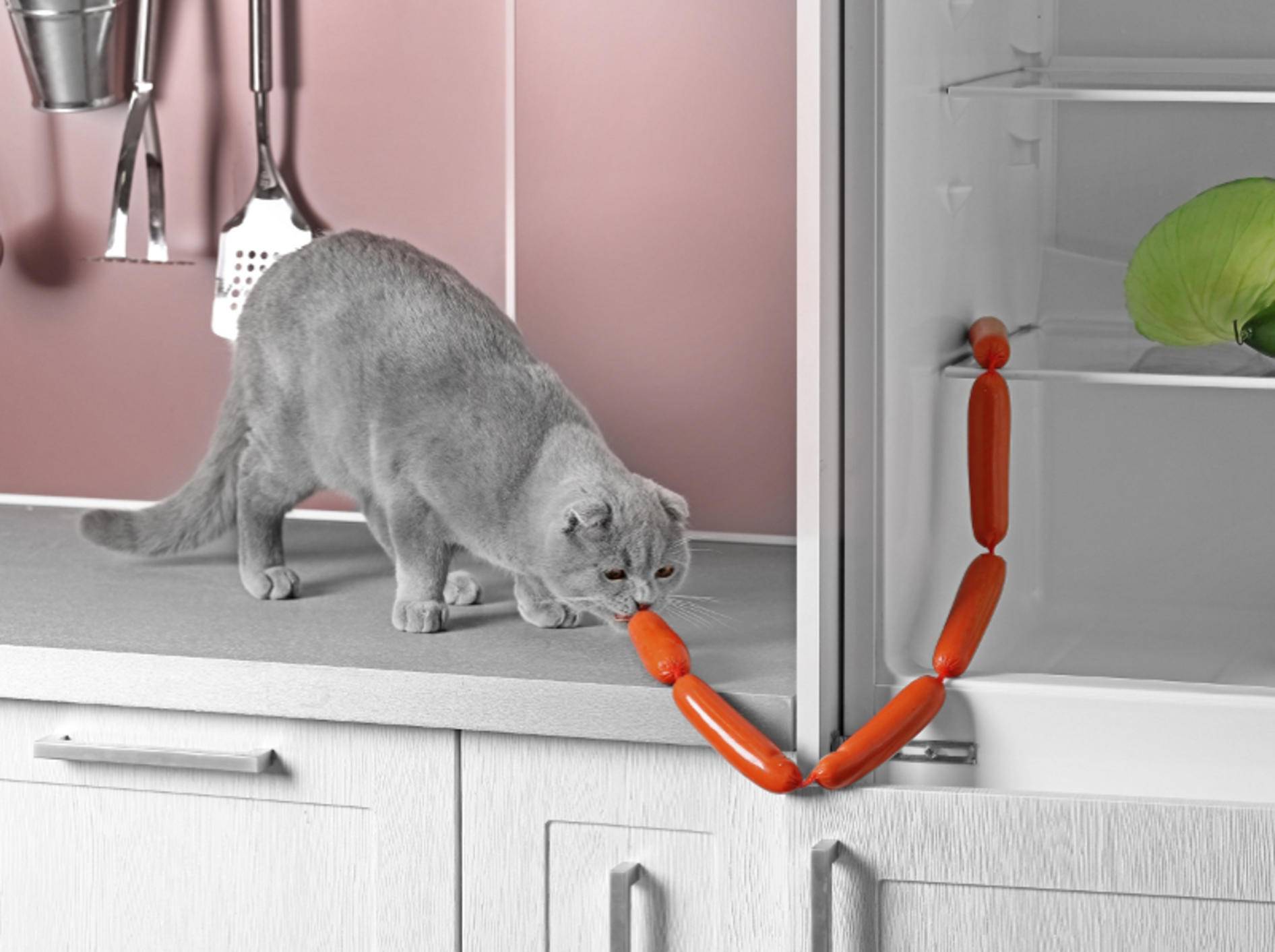 Einige Katzen stellen freche Dinge in der Küche an – Shutterstock / Africa Studio