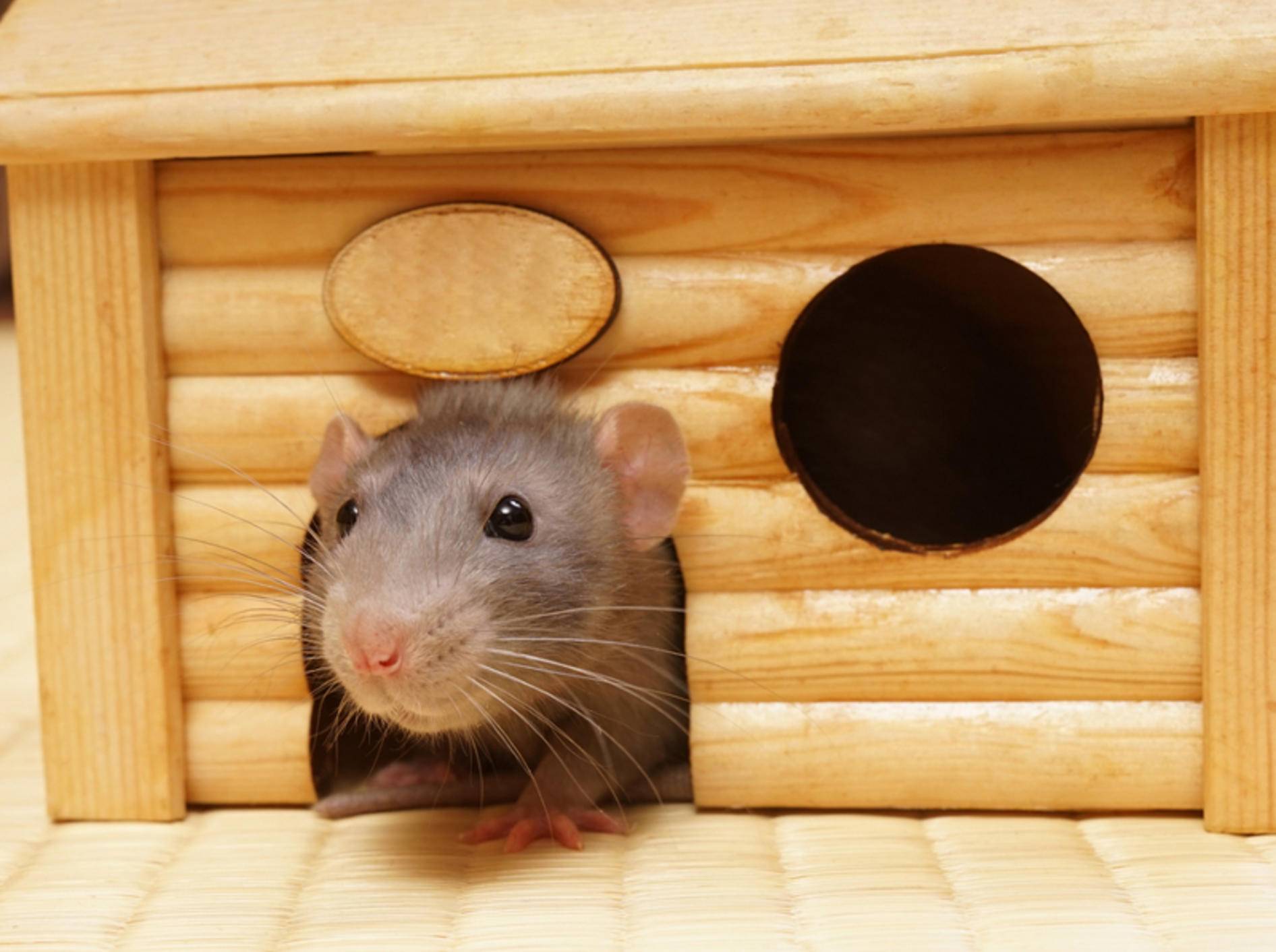 "So, dann komm ich mal aus dem Schlafhaus und schau mich ein wenig in meinem Mäusegehege um" – Shutterstock / Shcherbakov Ilya