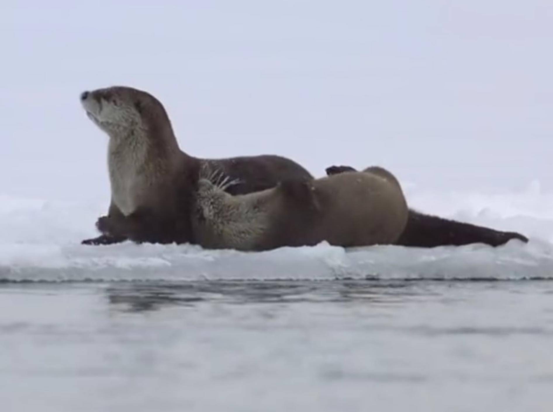 Otter machen sich sowohl zu Land als auch im Wasser prima! – YouTube / Nat Geo WILD