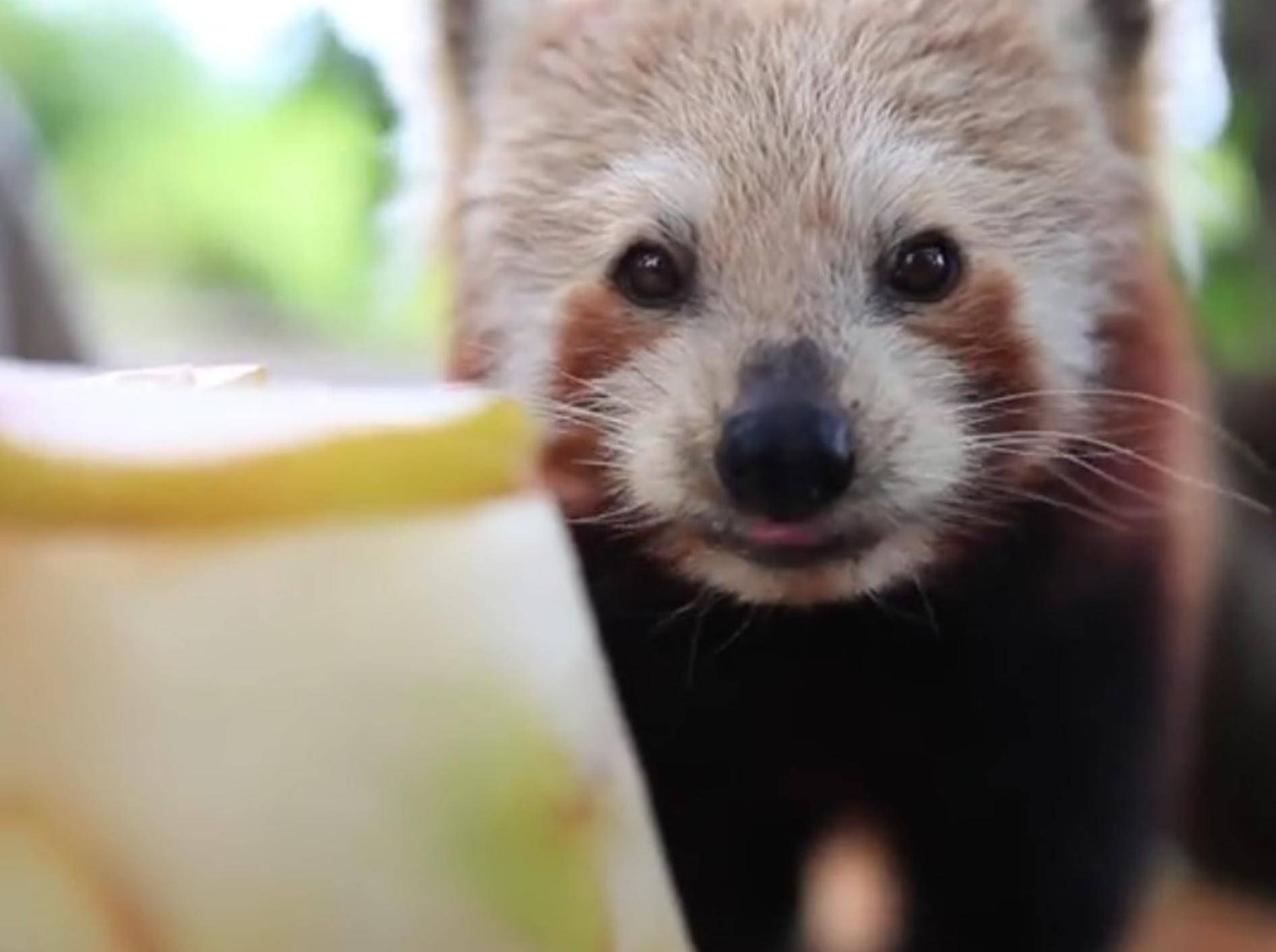Dieser Kleine Panda feiert seinen Geburtstag mit einem leckeren Geschenk – YouTube / Symbio Wildlife Park
