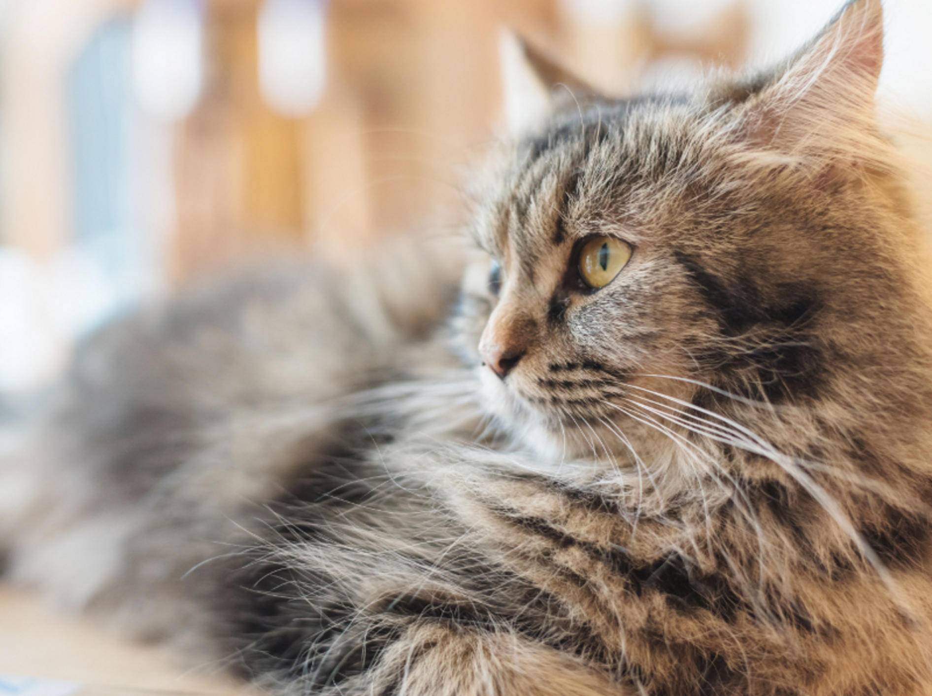 Die Schnurrhaare sind für fast alle Katzenartigen enorm wichtig, da sie zum Tastsinn gehören und Felinen ein Bild ihrer Umwelt vermitteln – Shutterstock / Tarbell Studio Photo