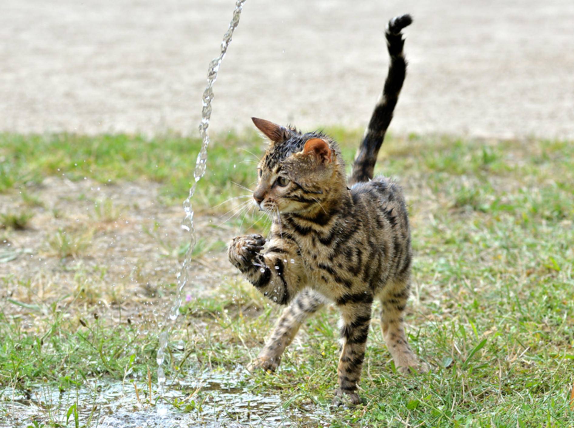 "Plitsch! Platsch! Das macht Spaß", findet diese süße Bengal-Katze, die mit dem Wasserstrahl spielt – Shutterstock / Calinat