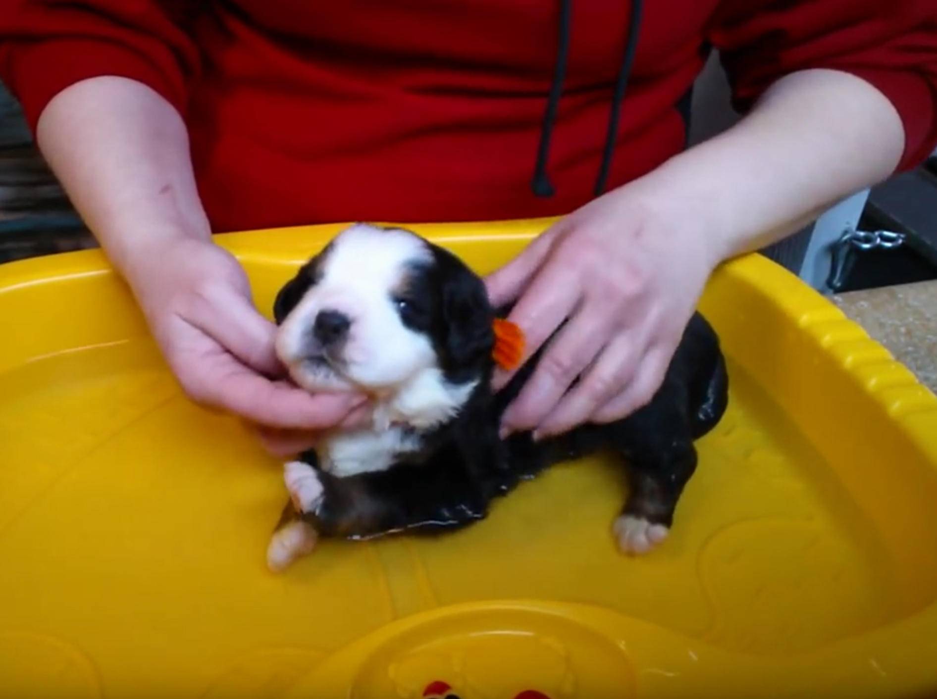 Berner-Sennenhund-Welpe bekommt sein erstes Bad – YouTube / Rumble Viral