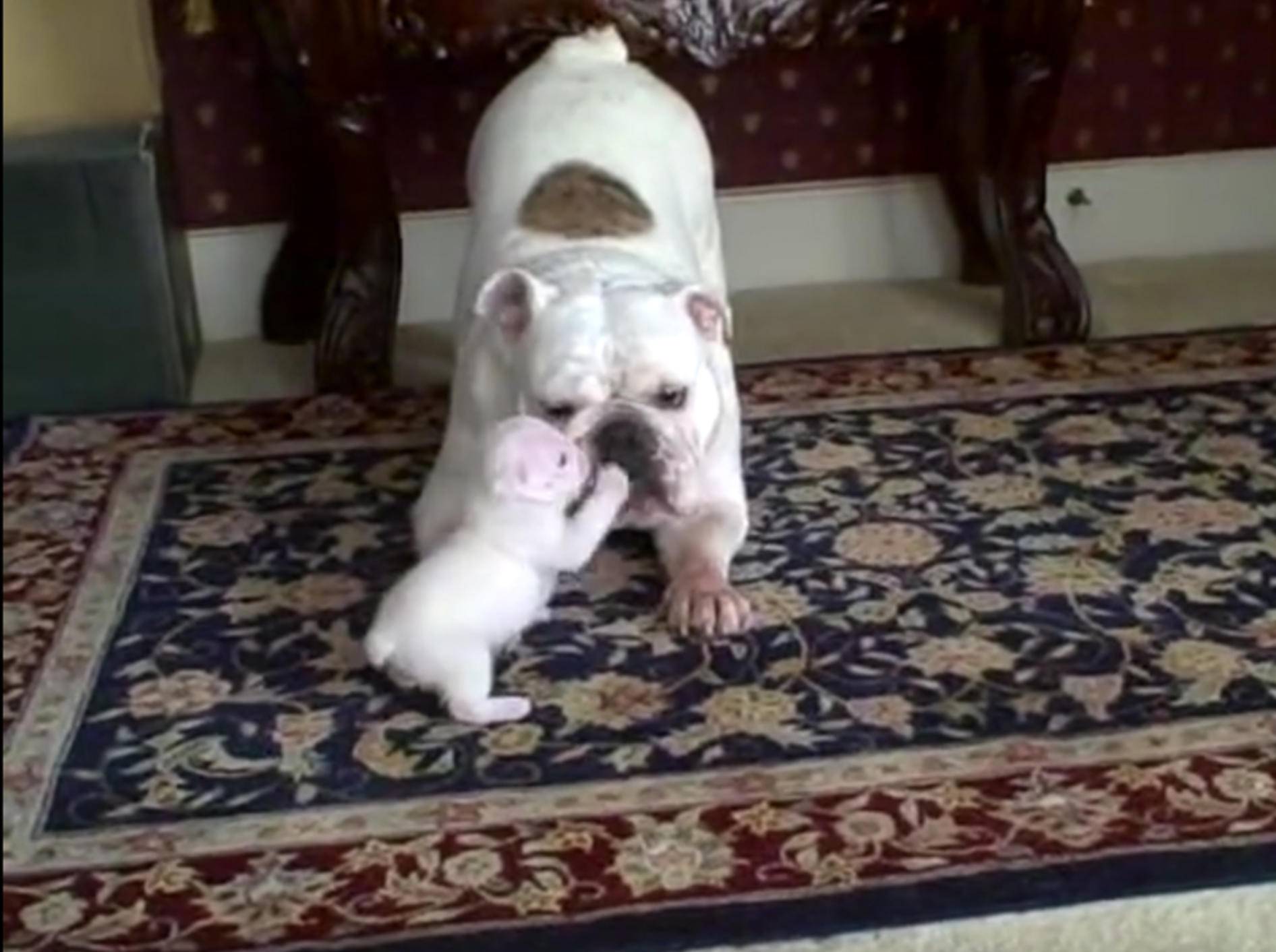 Frecher Bulldoggenwelpe Elvis protestiert gegen seine Mama – YouTube / Rob Brixey
