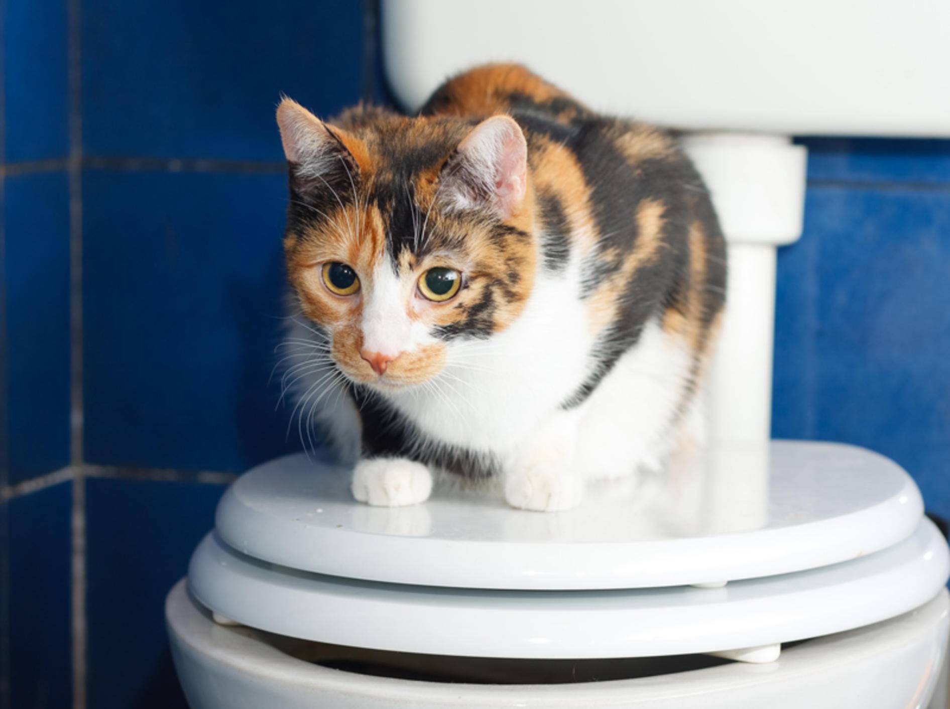 "Ich möchte nur hier sitzen, mein Geschäft verrichte ich lieber auf dem Katzenklo", scheint diese Glückskatze zu denken – Shutterstock / Xseon