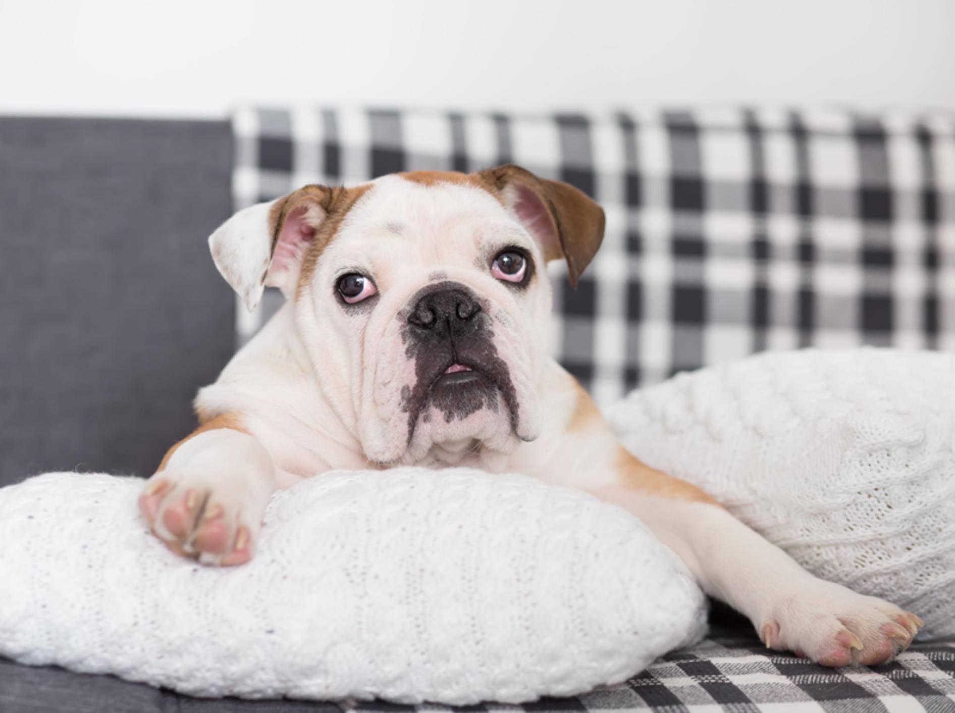 Die Englische Bulldogge ist niedlich und liebenswert, aber leider anfällig für diverse Krankheiten – Shutterstock / victoriyasmail