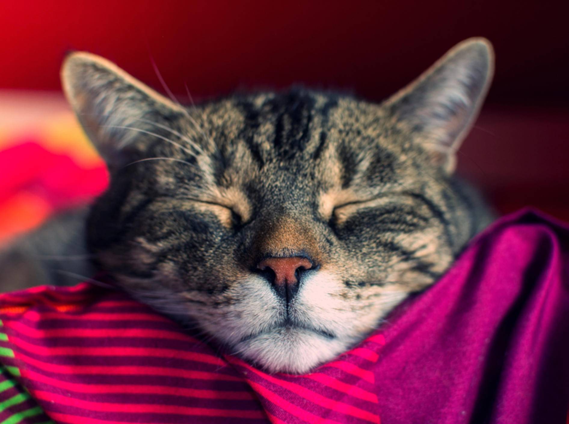 Auch Hauskatzen sind in der Regel wunderbar für Anfänger geeignet – Shutterstock / DavidTB