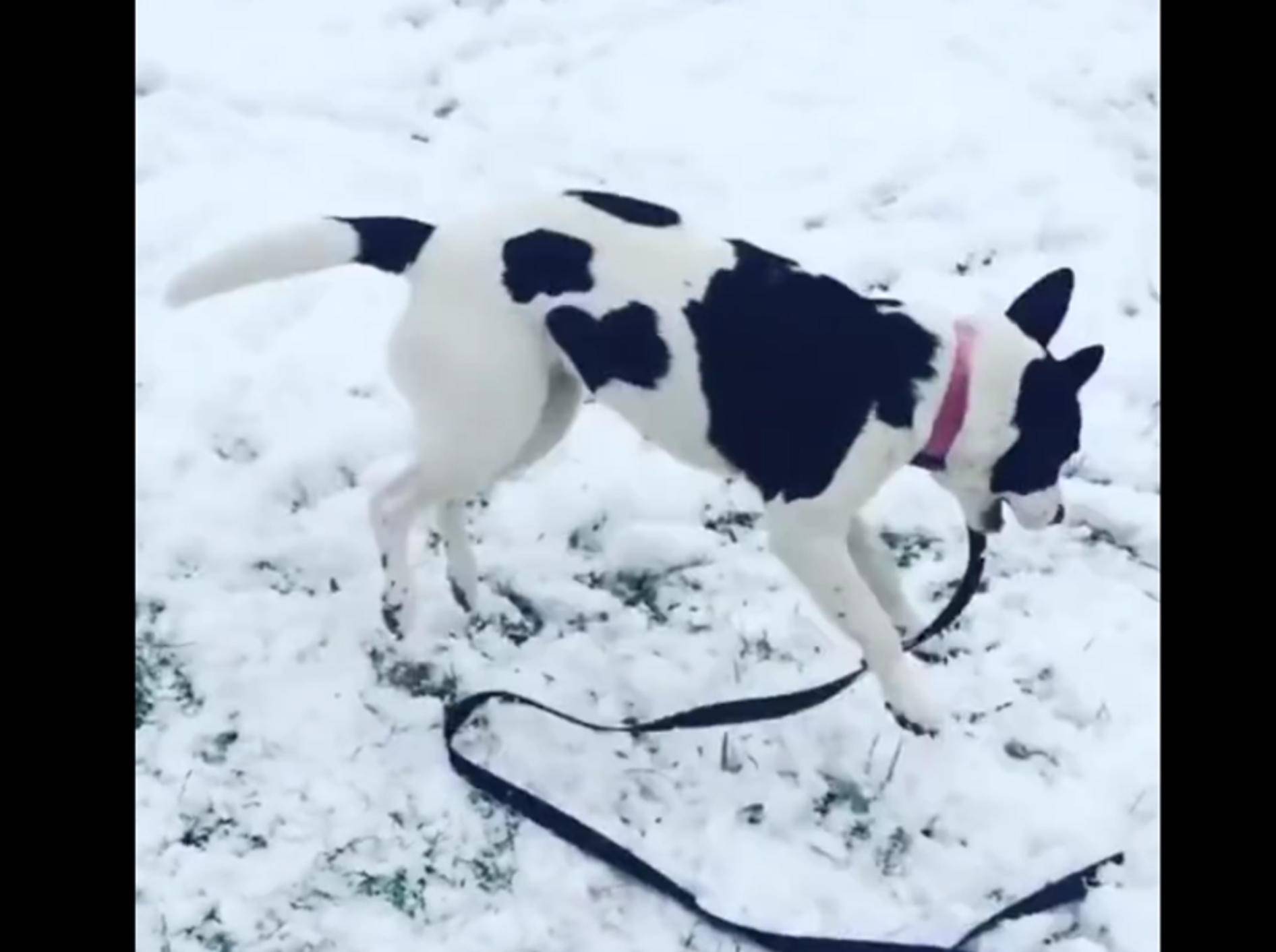 Süßer Hund hopst fröhlich durch den Schnee – YouTube / Rumble Viral