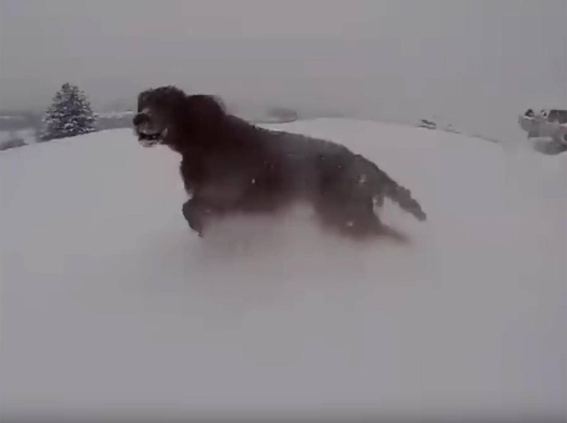 Juhuuu! Badi, der Hund, tanzt im Schnee – YouTube / Rumble Viral