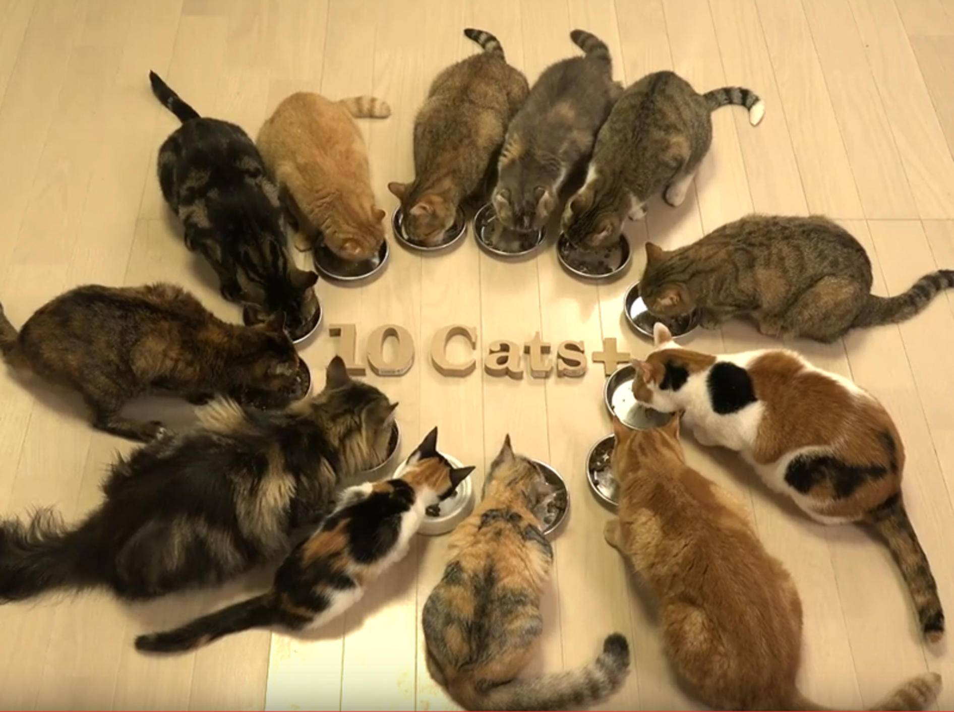 Osamu und Co.: Katzen-WG in Japan wird immer größer – YouTube/10 Cats