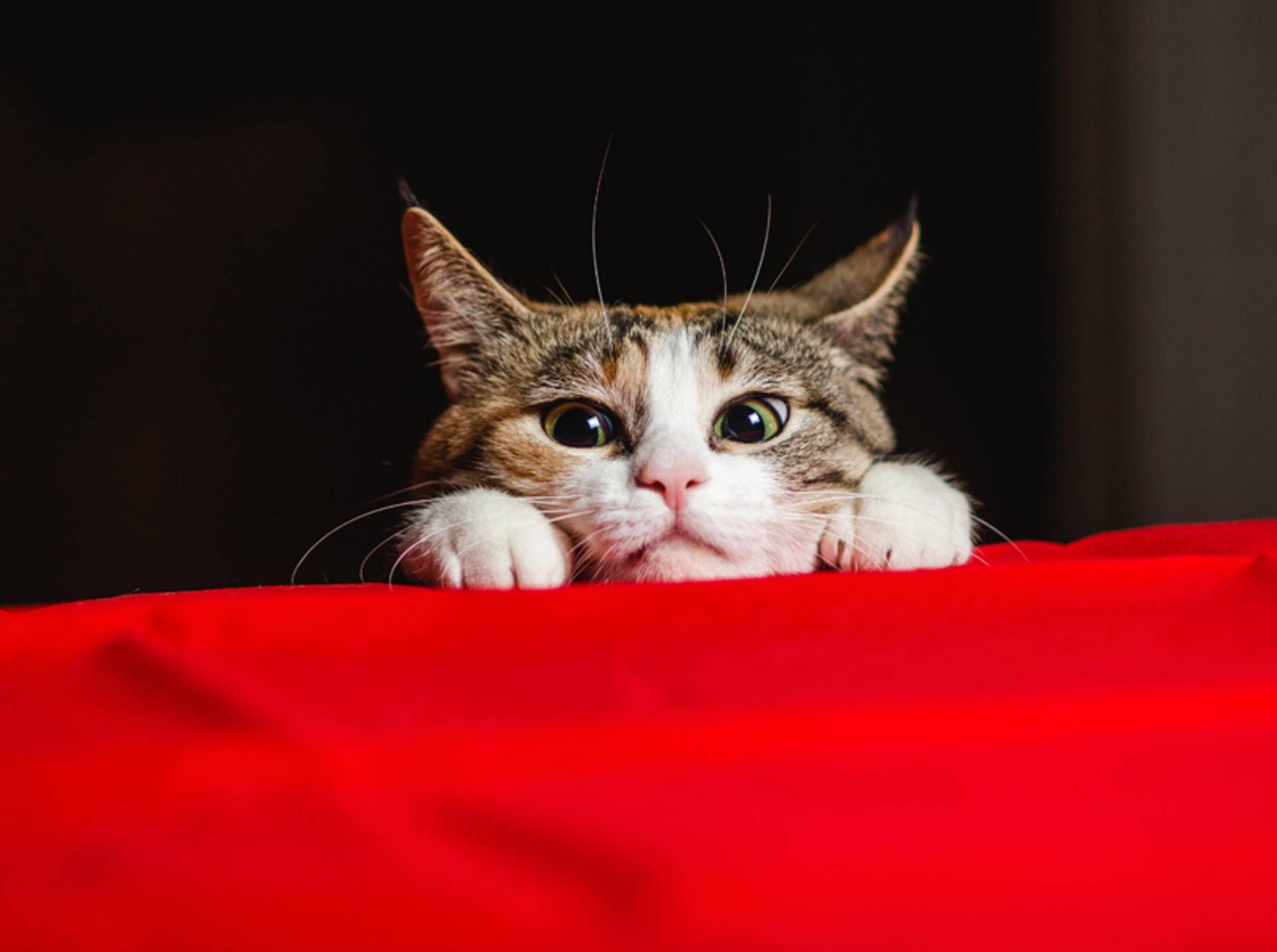 "Wie viele Leben soll ich haben? Sieben oder neun?", wundert sich diese Katze – Shutterstock / Sergey Zaykov