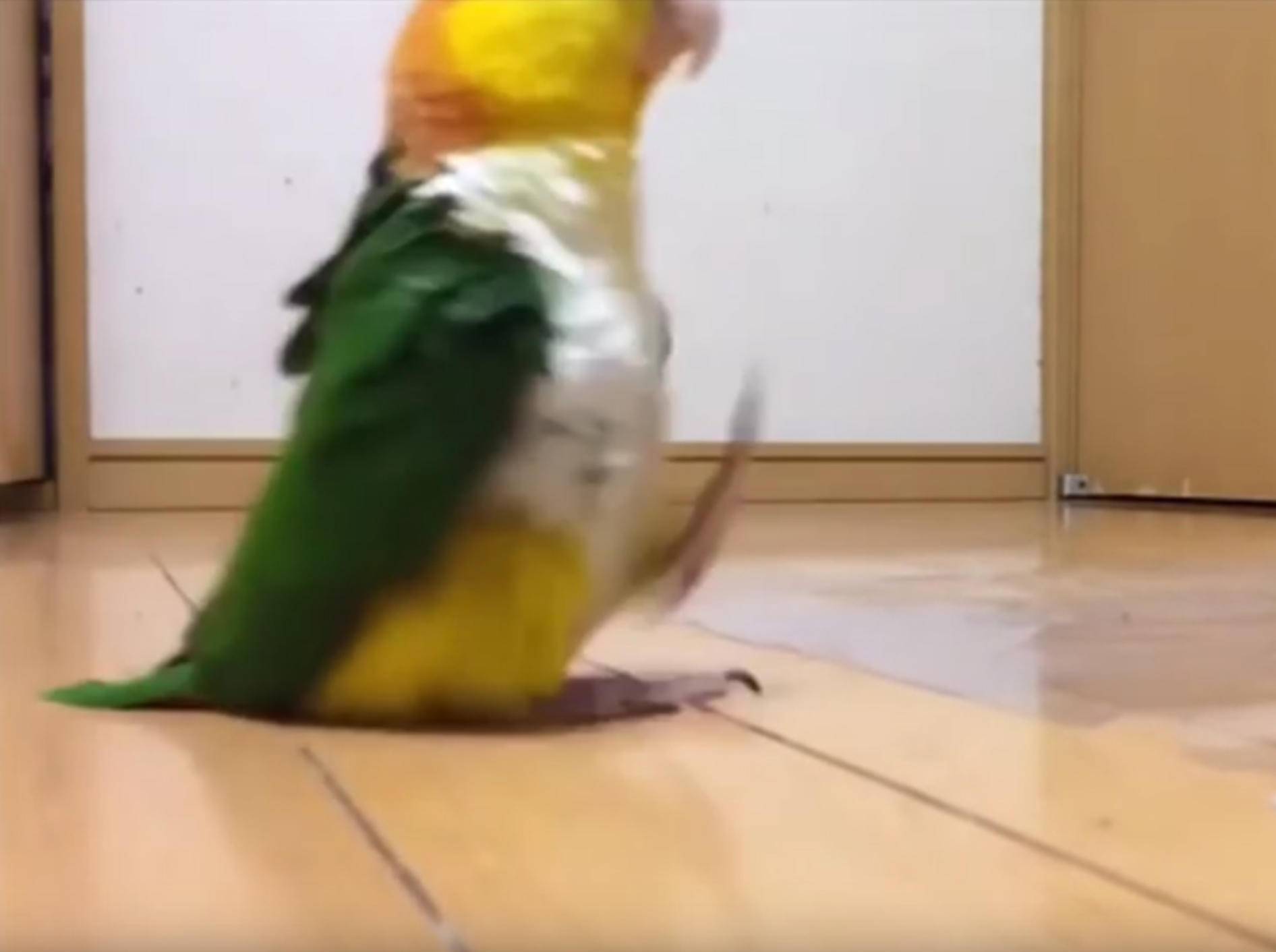 Papagei stolziert zu Militärmarsch über den Boden – YouTube / SiGi