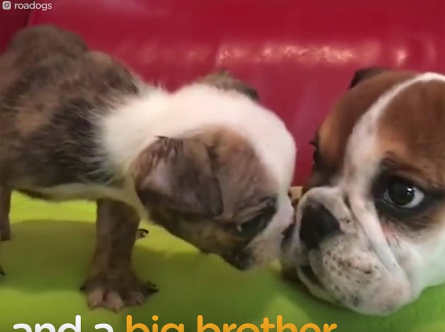 Klitzekleine Teacup-Bulldogge hätte fast nicht überlebt – YouTube / The Dodo