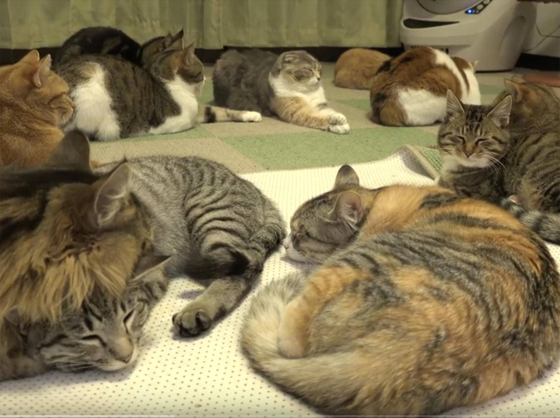 14 Katzen machen ein kuschelig-warmes Nickerchen – YouTube / 10 Cats.