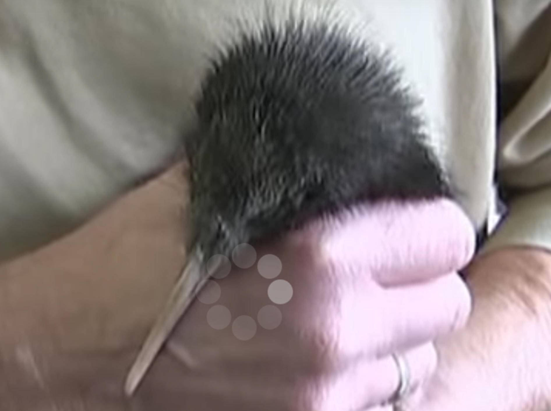 So süß ist ein kleines Kiwi-Junges – YouTube / hrfernsehen