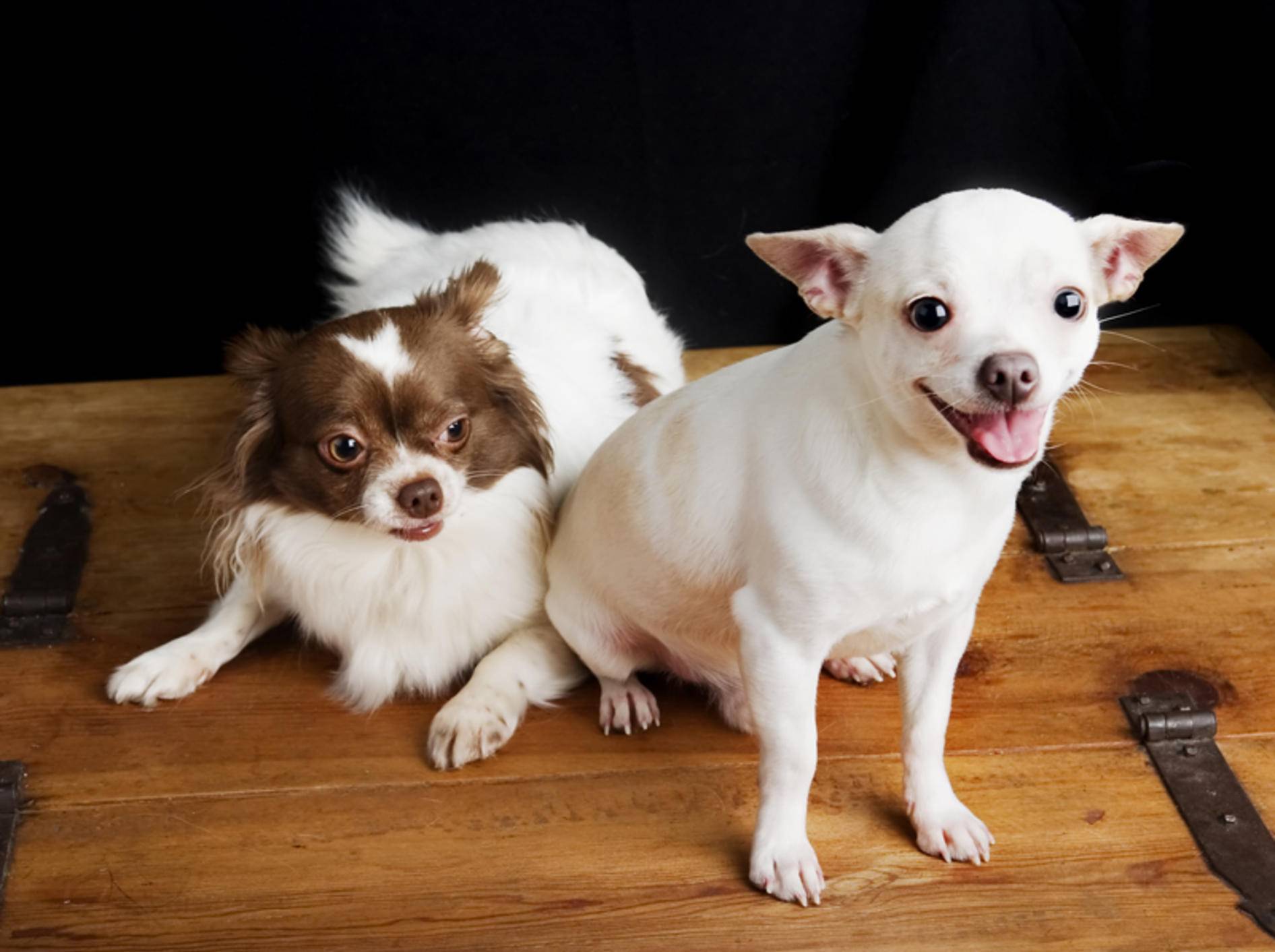 Bis sich nach dem Hunde-"Rendezvous" die Trächtigkeit bei der Hündin bemerkbar macht, dauert es eine Weile – Shutterstock / Tyler Olson