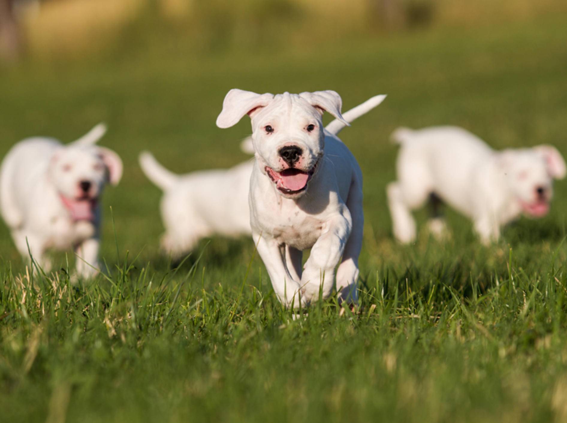 So niedlich ist der Dogo Argentino als Welpe – Bild: Shutterstock / Aneta Jungerova
