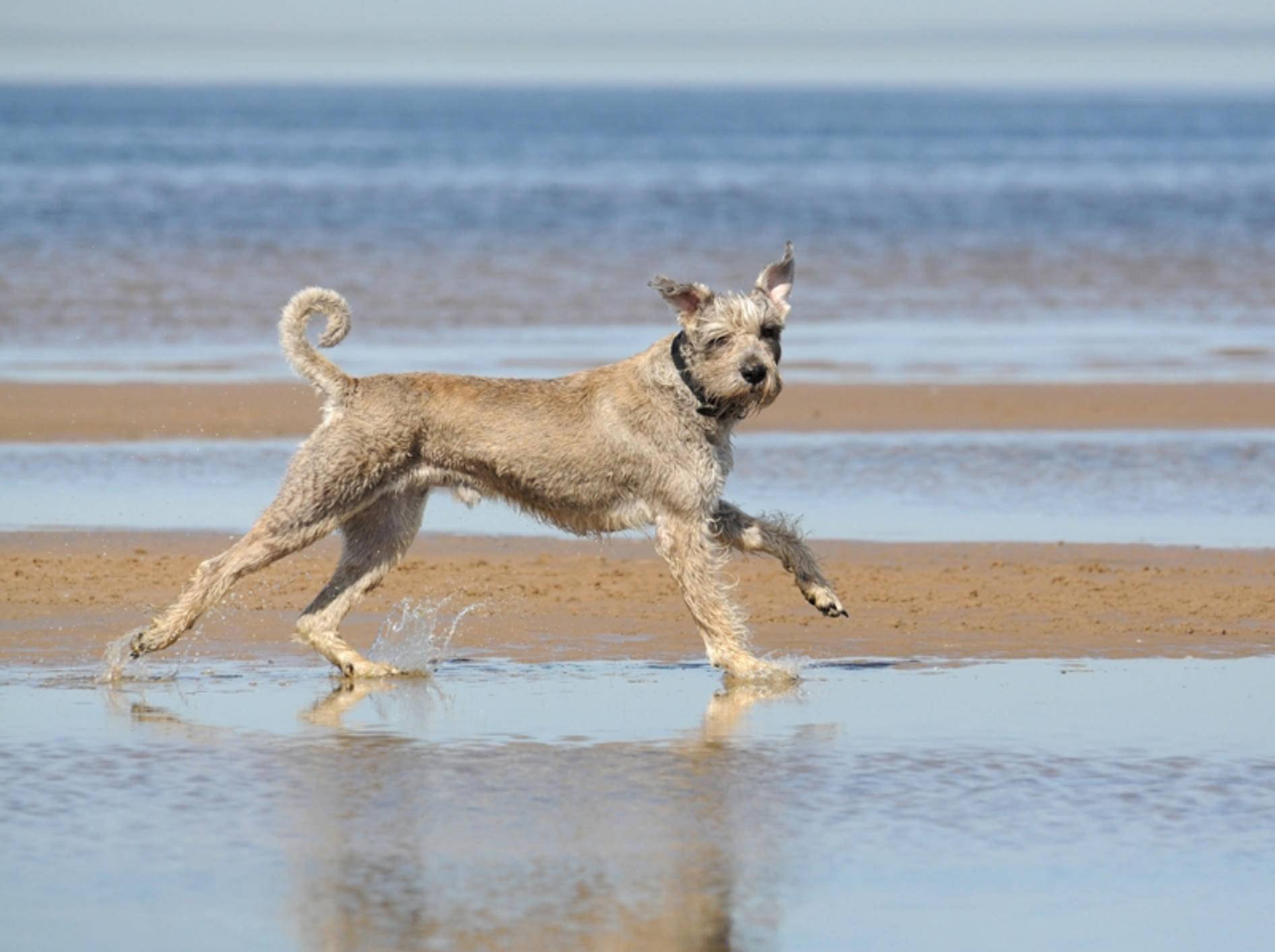 Dieser Hund hat richtig Spaß beim Strandurlaub – Shutterstock / Elena Liubiteleva