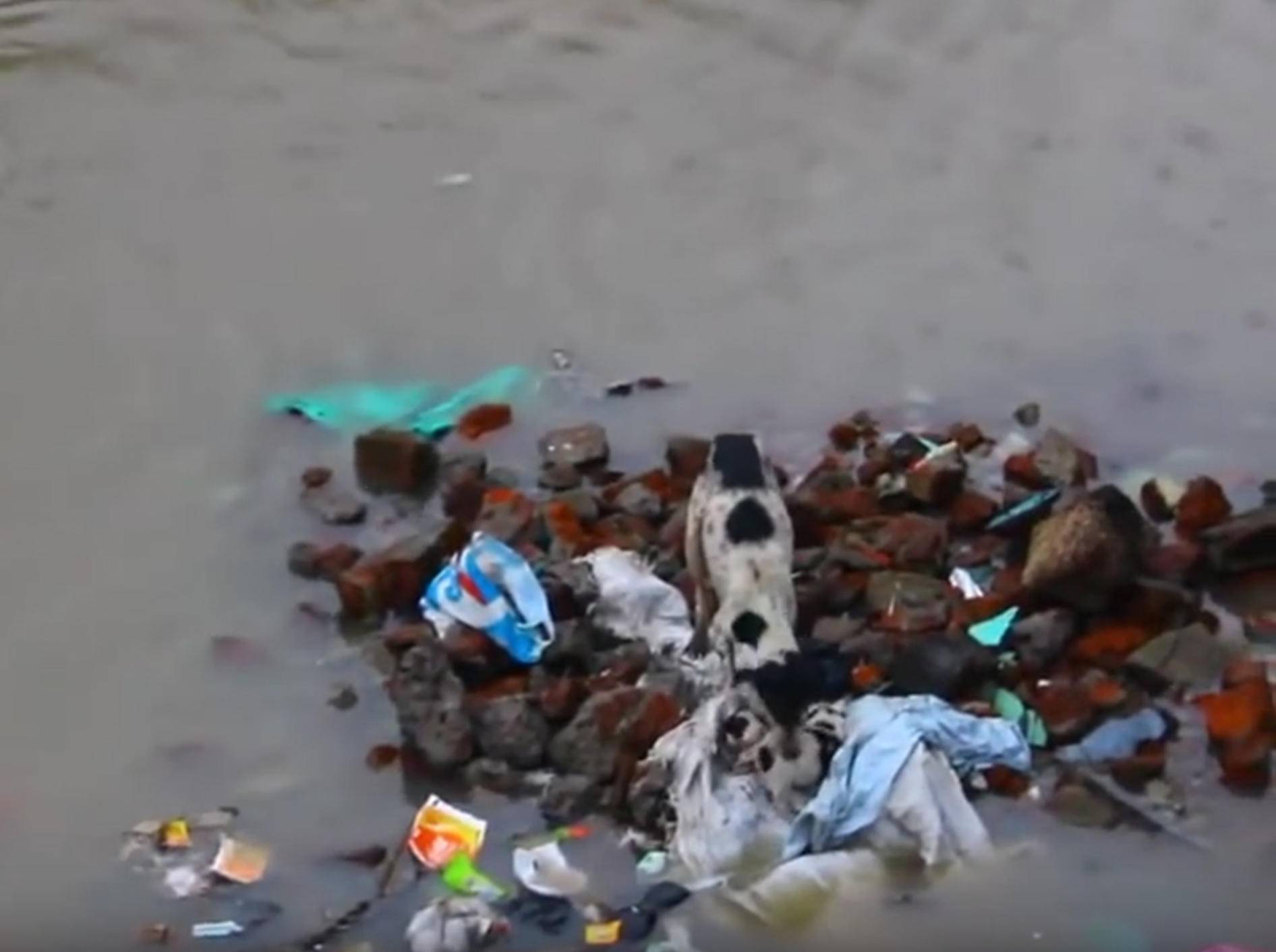 Hundemama rettet ihre Babys nach Überflutung – YouTube / Amazing Video's