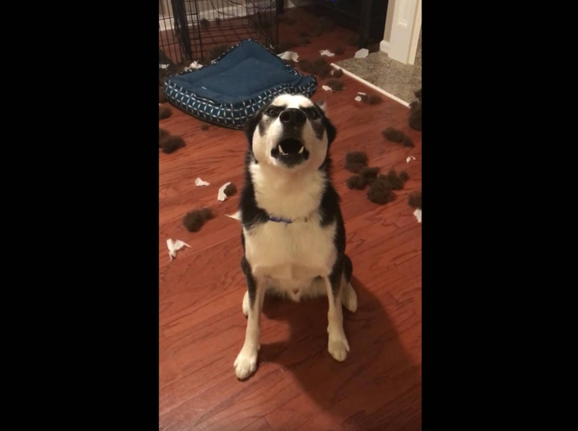 Husky Blu zerstört sein Bett und wird ausgeschimpft – YouTube / Viral Hog