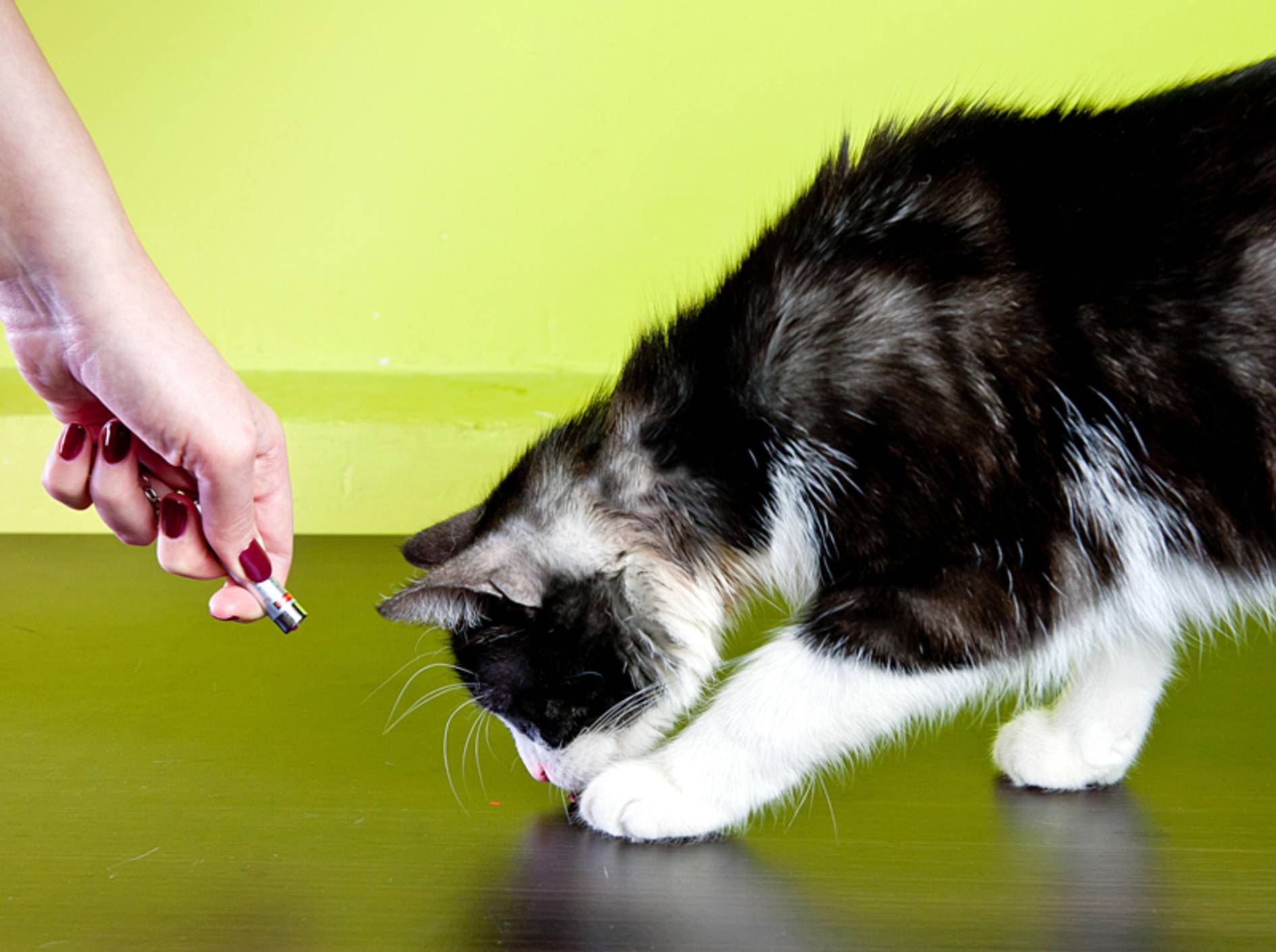 Neugierig beäugt diese Katze den roten Lichtpunkt vom Laserpointer – Shutterstock / borzywo