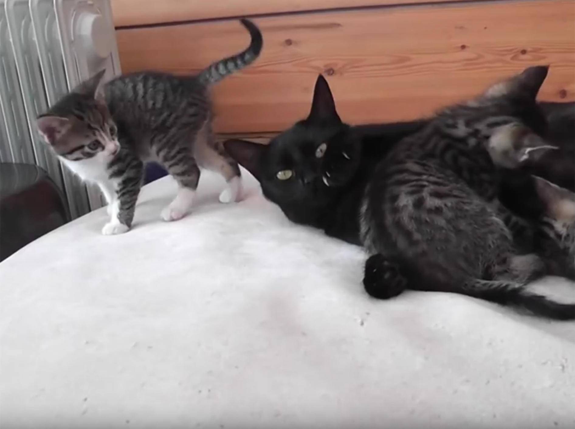 Katzenmama Cate säugt ihre Babys und gurrt wie eine Taube – YouTube / The Kits Cats
