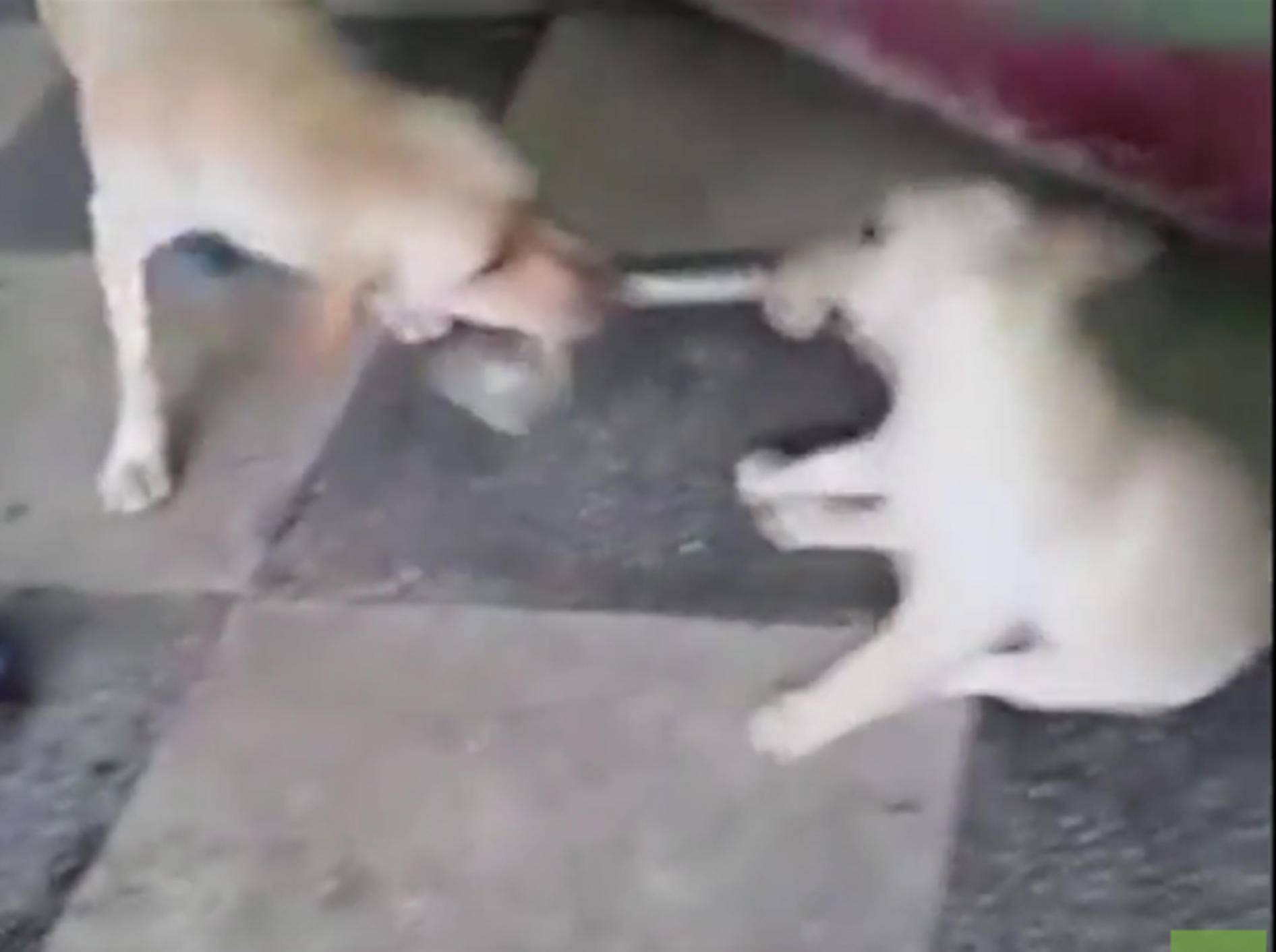Süßer Labrador-Welpe spielt Tauziehen mit seiner Mama – YouTube / Rumble Viral