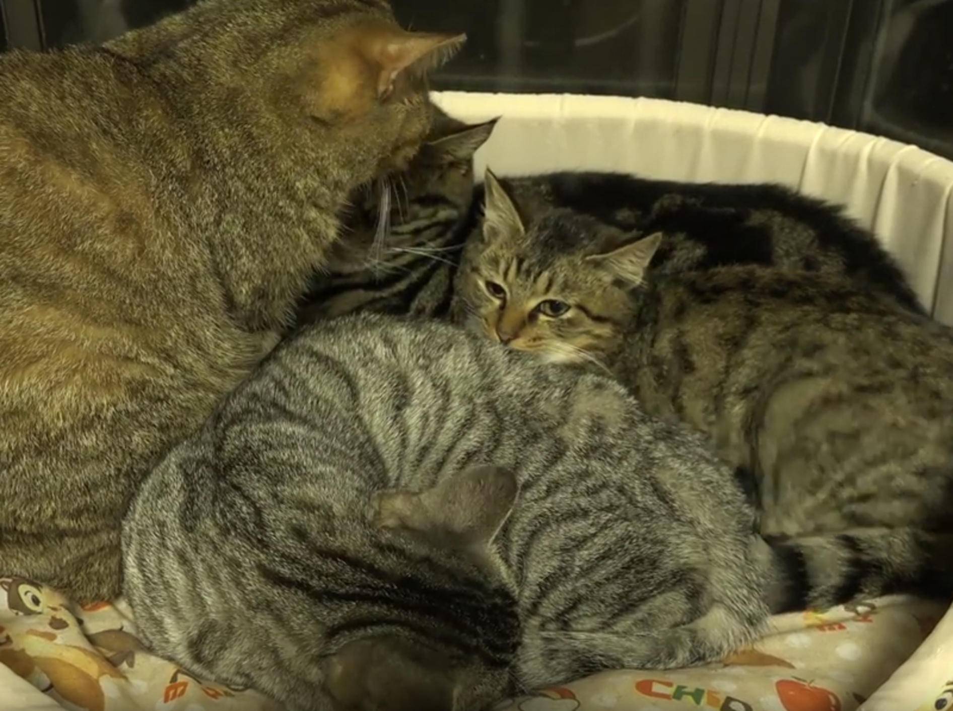 Liebe Katzen putzen und bekuscheln Pflegemiezis – YouTube / 10 Cats.