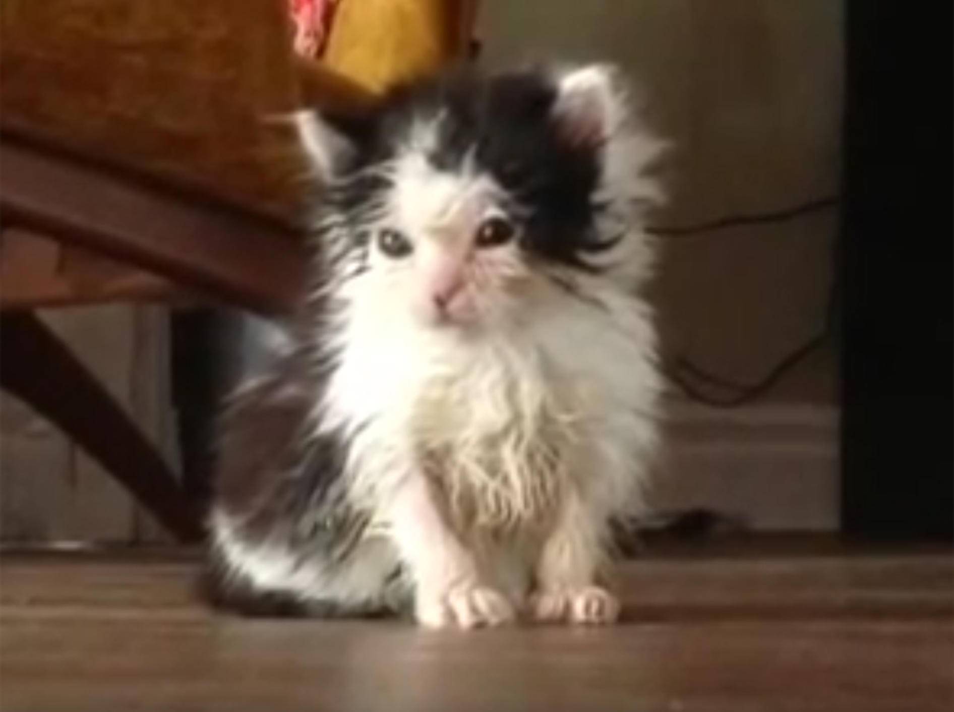Oreo: Ein Findelkätzchen wird erwachsen – YouTube / Oreo The Cat