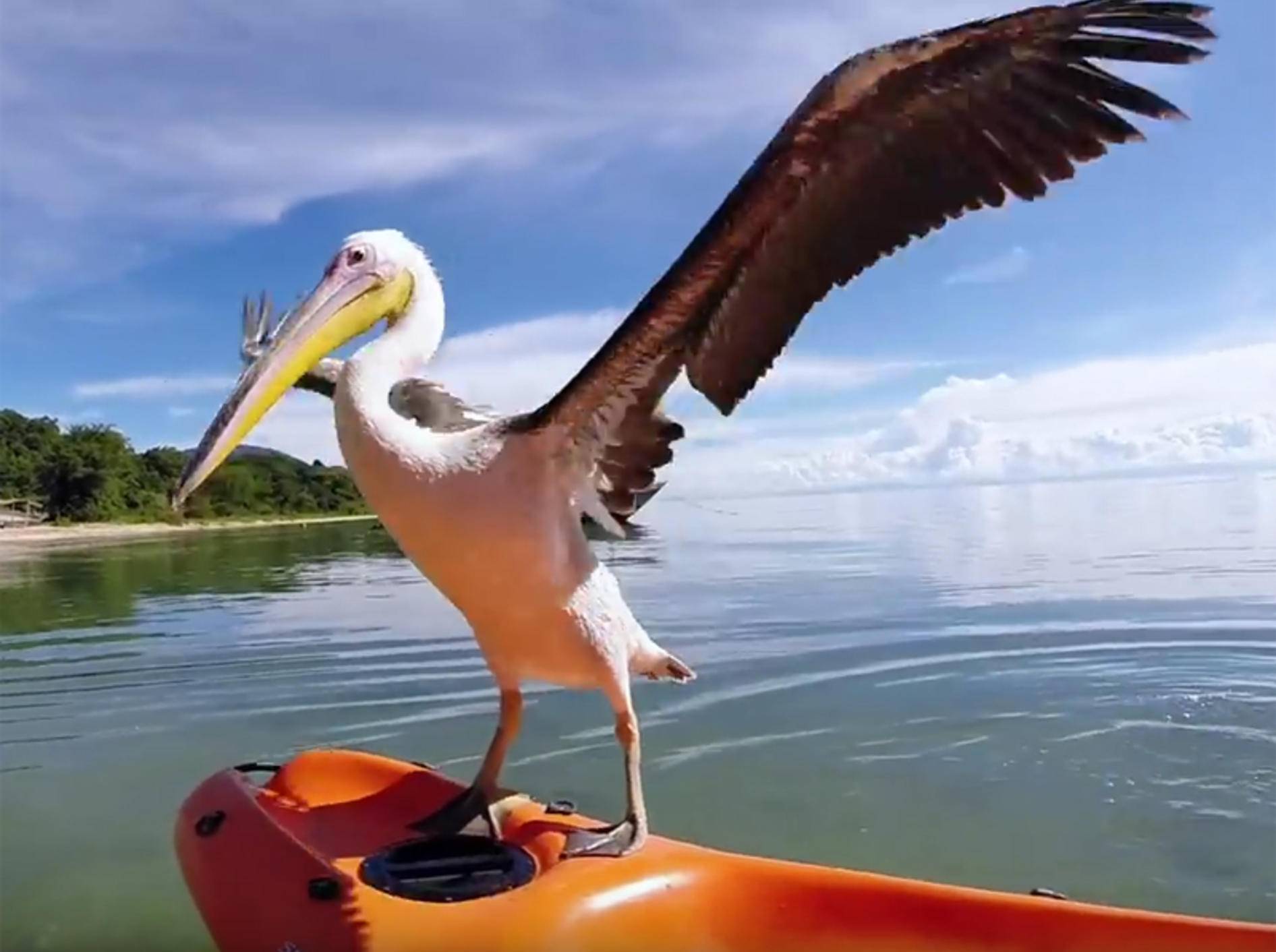 Findelpelikan Bigbird lernt Fischen – YouTube / GoPro
