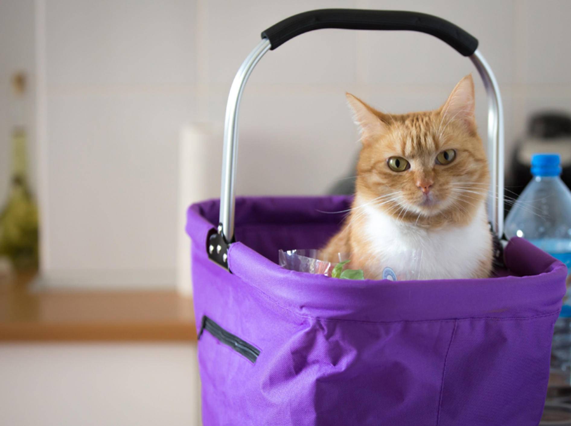 "Keine Leckerlis für mich in der Einkaufstasche? Ich bin empört!", scheint diese freche Katze zu denken – Shutterstock / Catwalk Photos