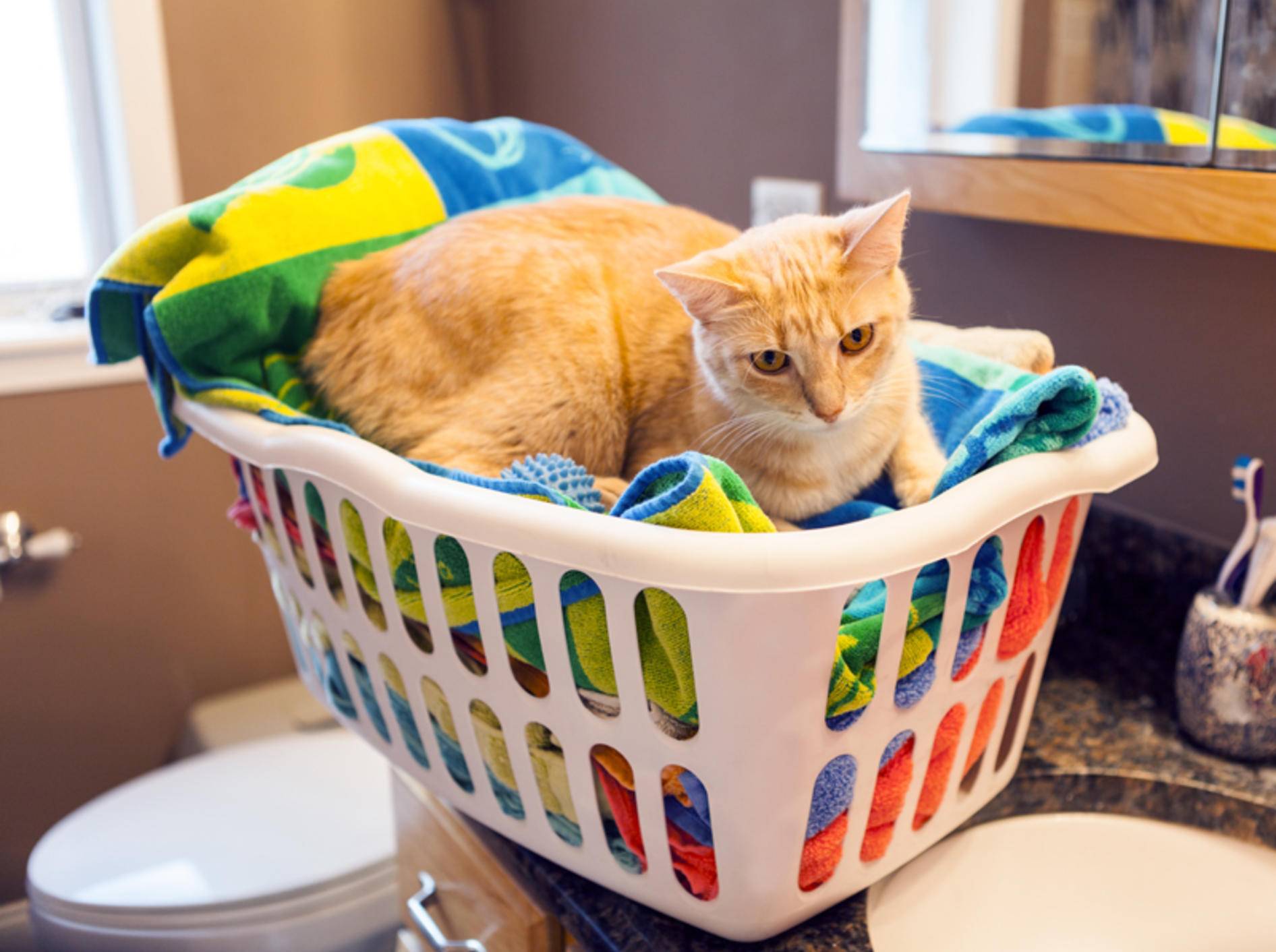 Das sieht aber gemütlich aus: Katze im Wäschekorb – Shutterstock / MaxyM