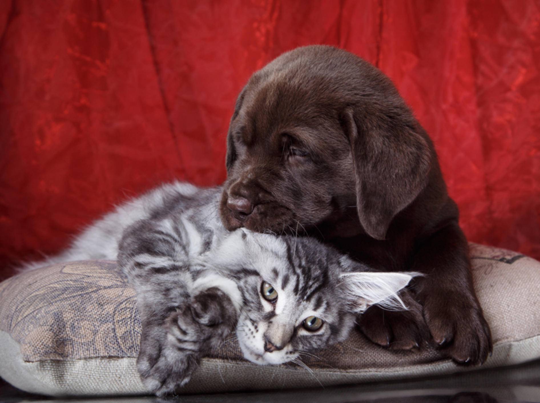 Diese süße Maine-Coon-Katze und der herzige Labrador-Hundewelpe sind beste Freunde – Shutterstock / dezi