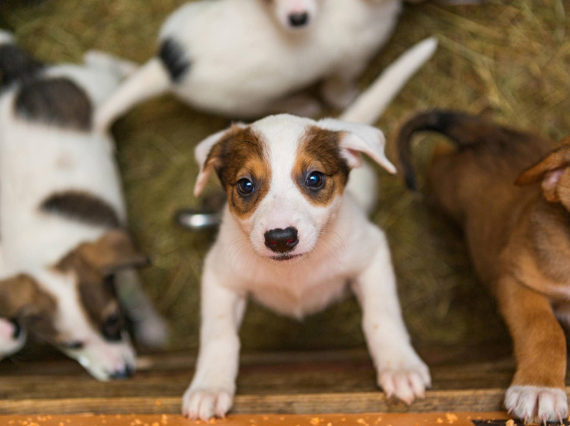 Wer so süße Hundebabys in Kleinanzeigen entdeckt, möchte sie am liebsten sofort kaufen. Aber ist das Angebot auch seriös? – Shutterstock / Okssi