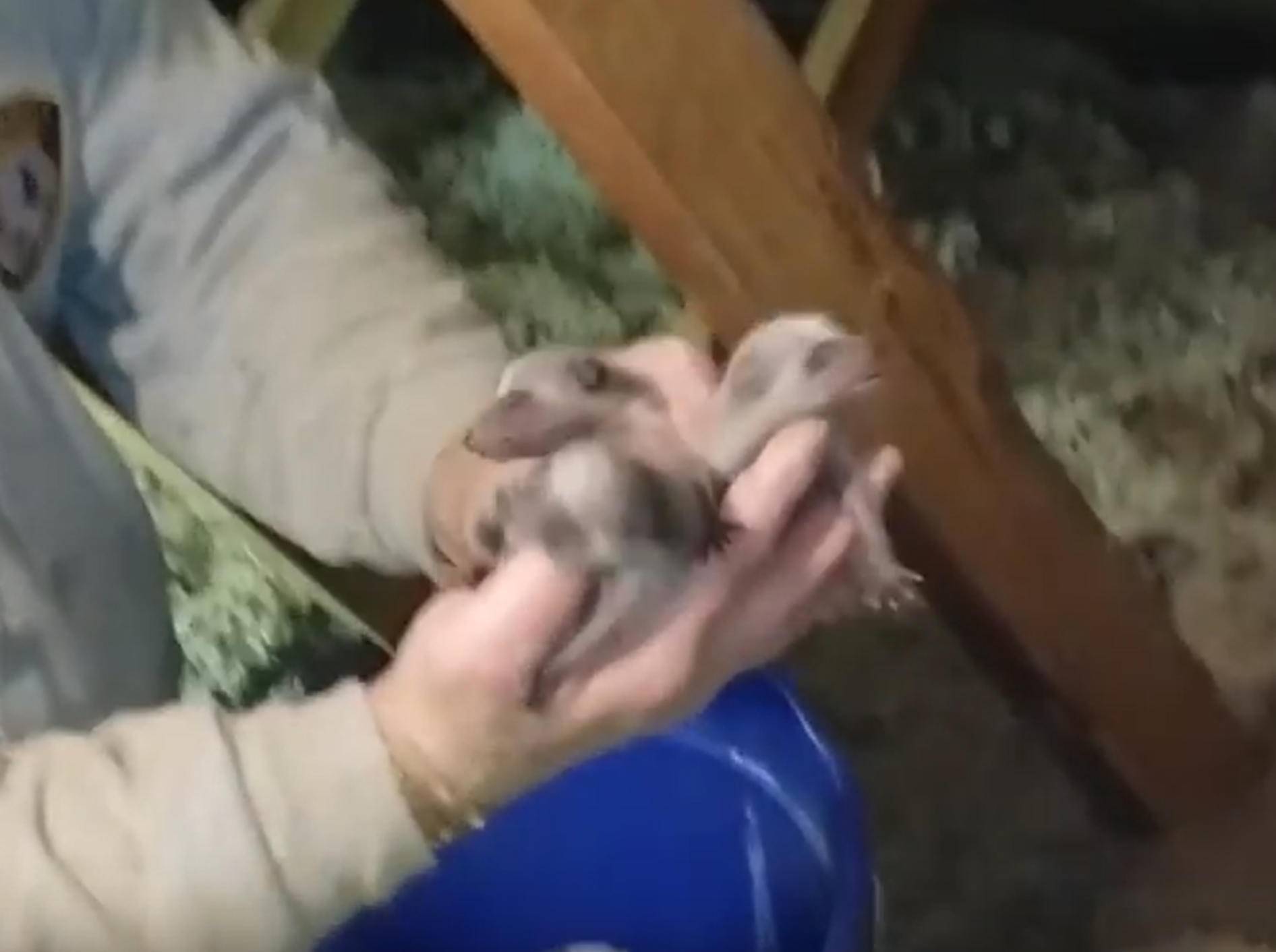 Verwaiste Waschbärbabys von Dachboden gerettet – YouTube / Wildlife Wizard