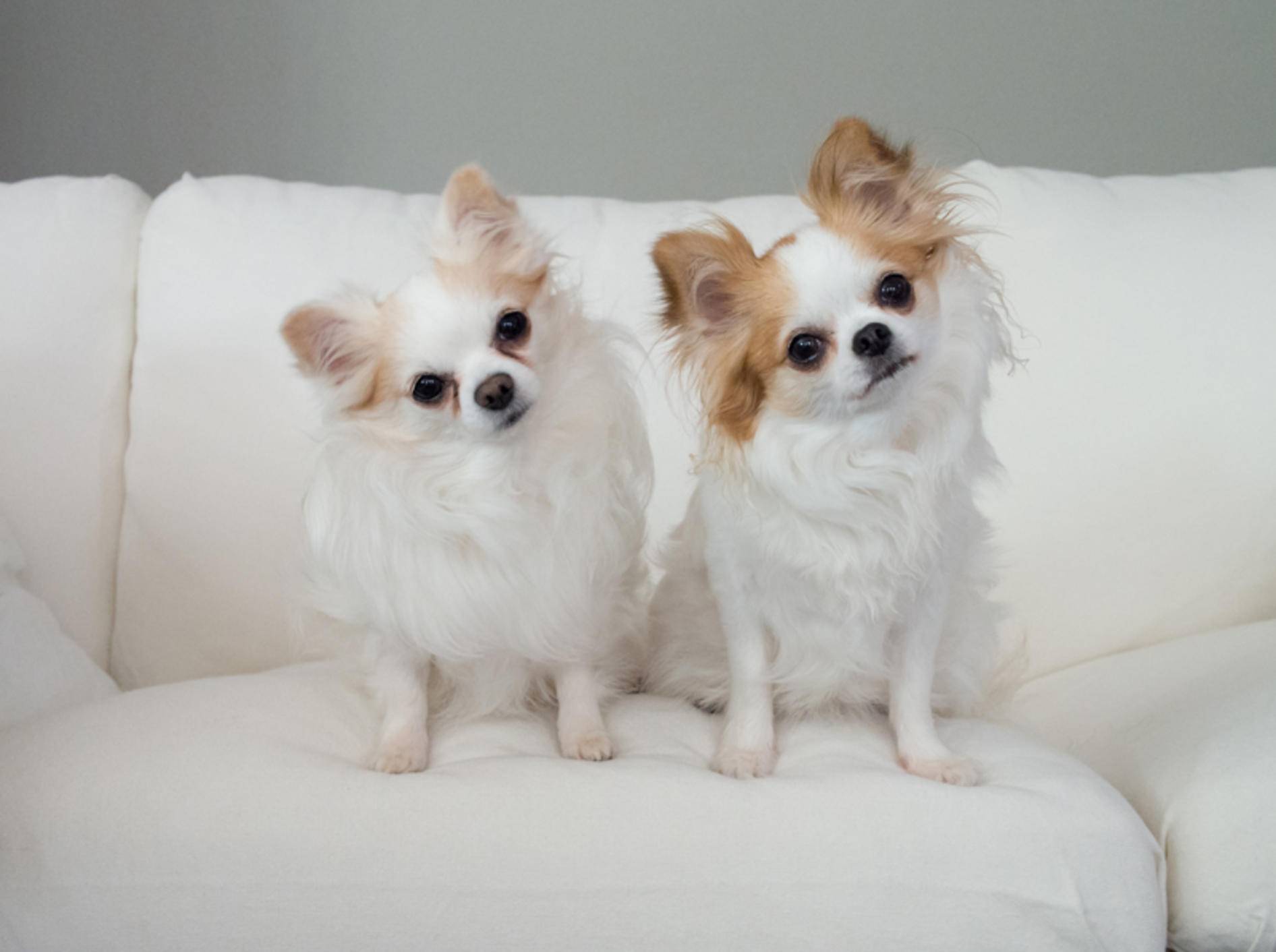 Diese beiden süßen Freunde erkennen, dass sie Hunde sind, aber nicht unbedingt, dass sie Chihuahuas sind – Shutterstock / funkyteddy