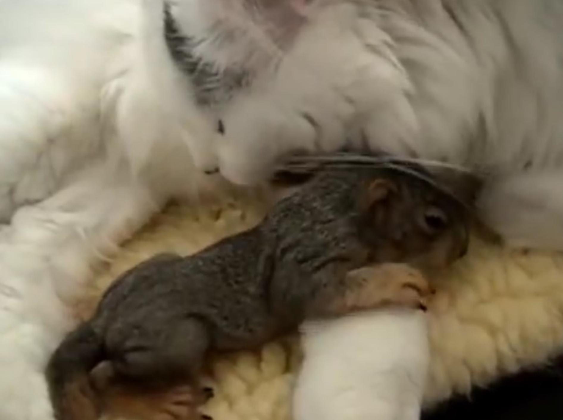 Die Katze hat das Eichhörnchen-Baby wirklich lieb – YouTube / Mary Cummins