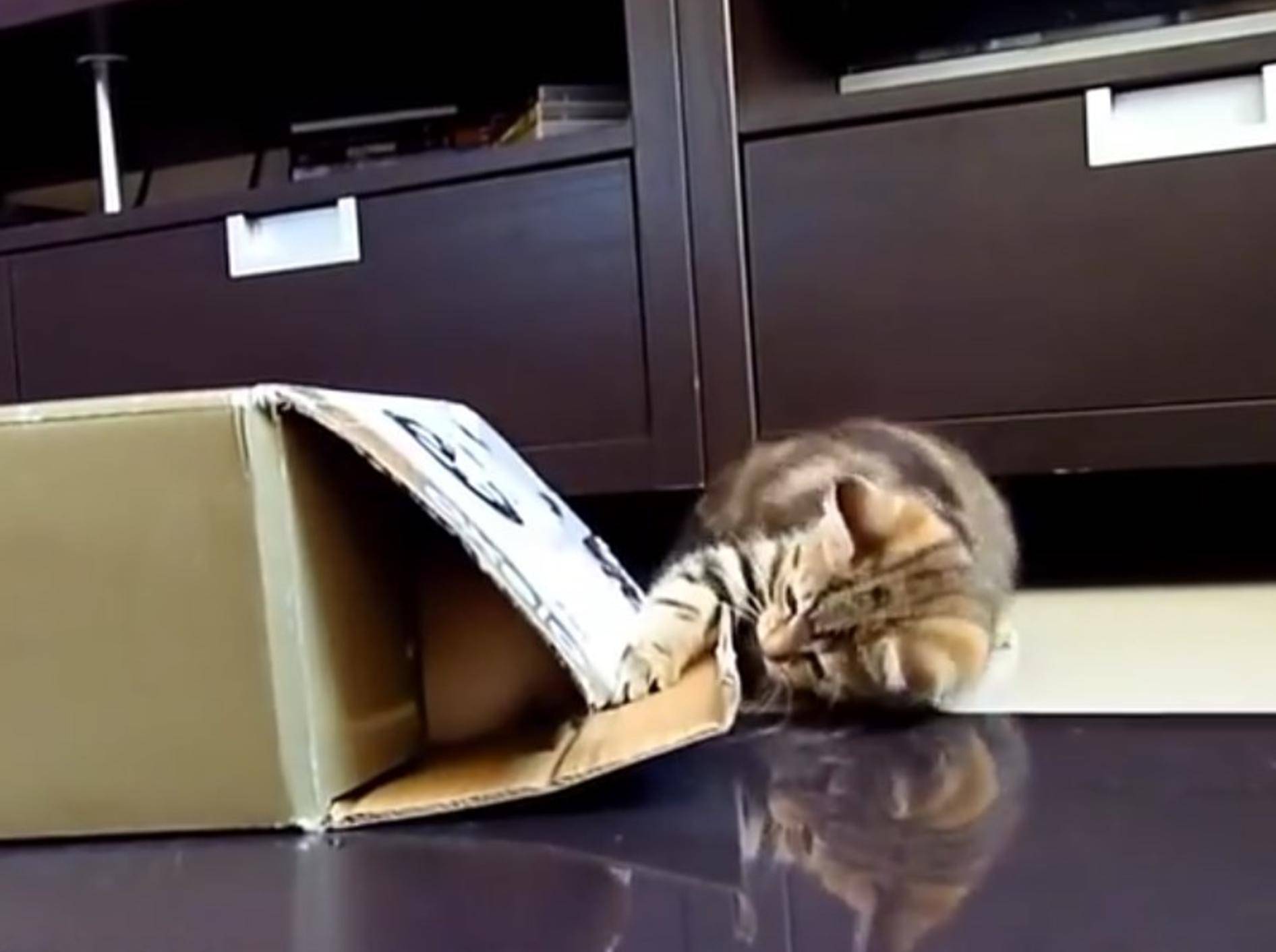 Na, wer versteckt sich darin? Die Katzen haben sichtlich Spaß mit dem Karton – YouTube / Funnycatsandnicefish