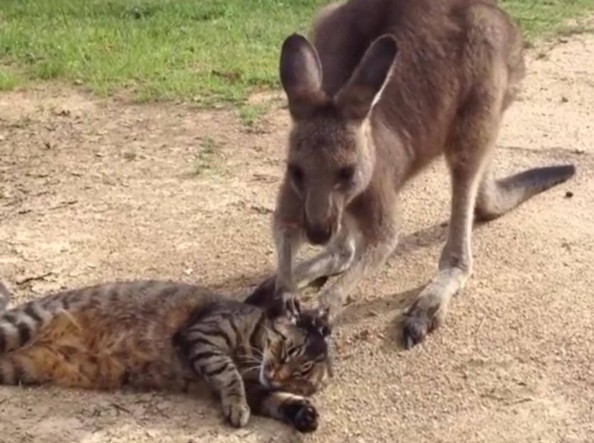 Dabei will das Känguru doch nur spielen... – YouTube / Paul Cesnik