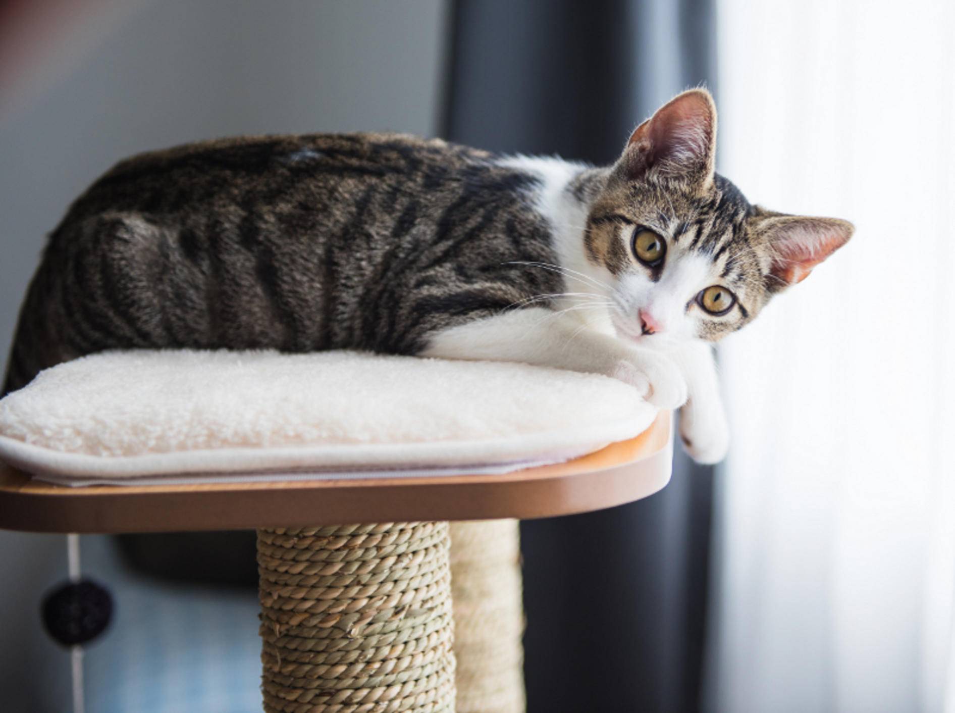 Jeder Katzenhaushalt sollte über mindestens einen guten Kratzbaum verfügen, auf dem es sich die Fellschnuten gemütlich machen können – Shutterstock / Anna Hoychuk