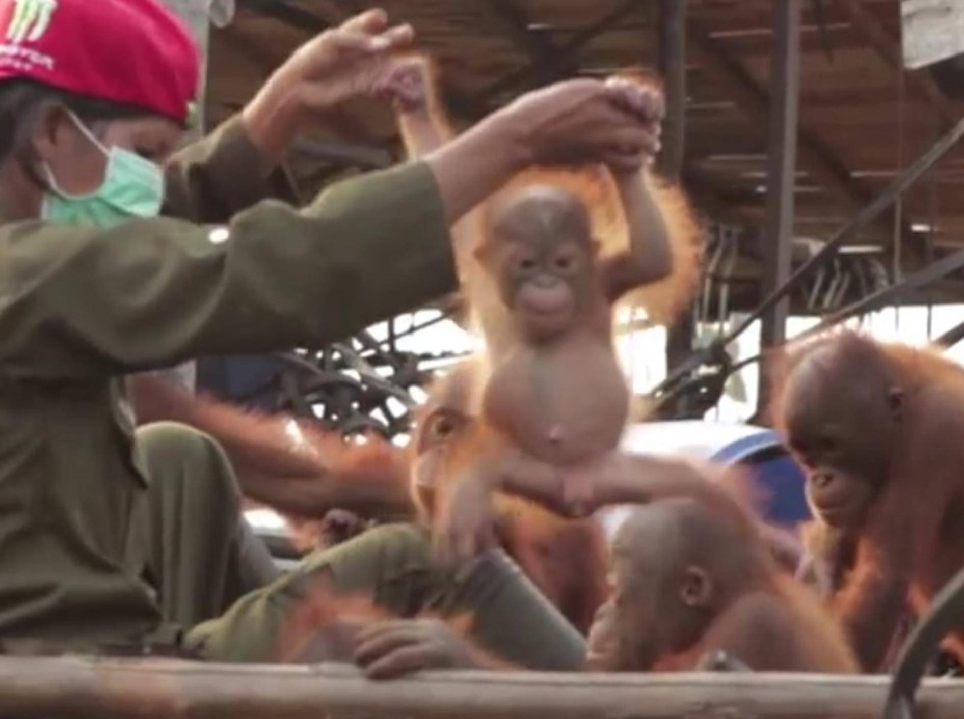 Unter Freunden macht das Leben doch gleich viel mehr Spaß! – YouTube / Orangutan Outreach ~ redapes.org