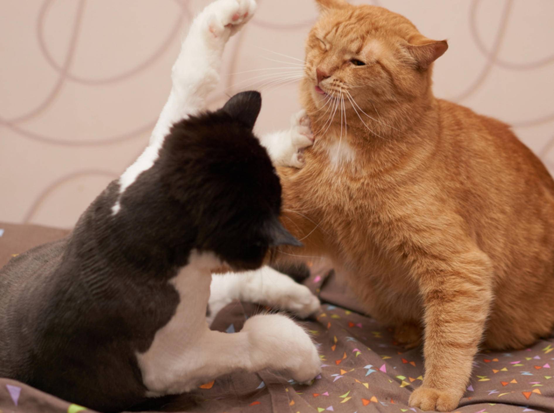 In einem Mehrkatzenhaushalt ist Streit nicht weit – Hauptsache, alle vertragen sich hinterher wieder - Shutterstock / Samarskiy