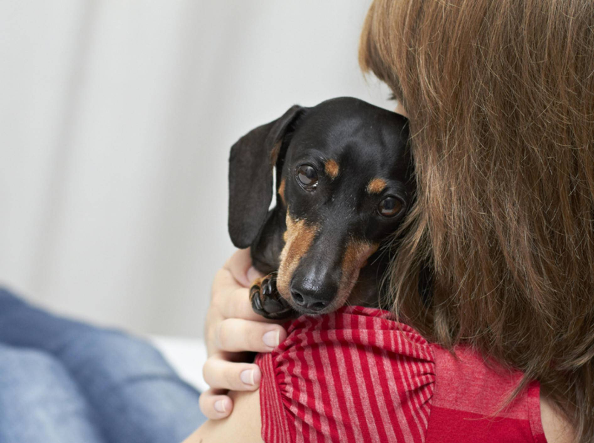 Manchmal brauchen Hunde Geborgenheit und Sicherheit statt Abhärtung – Shutterstock / dogboxstudio