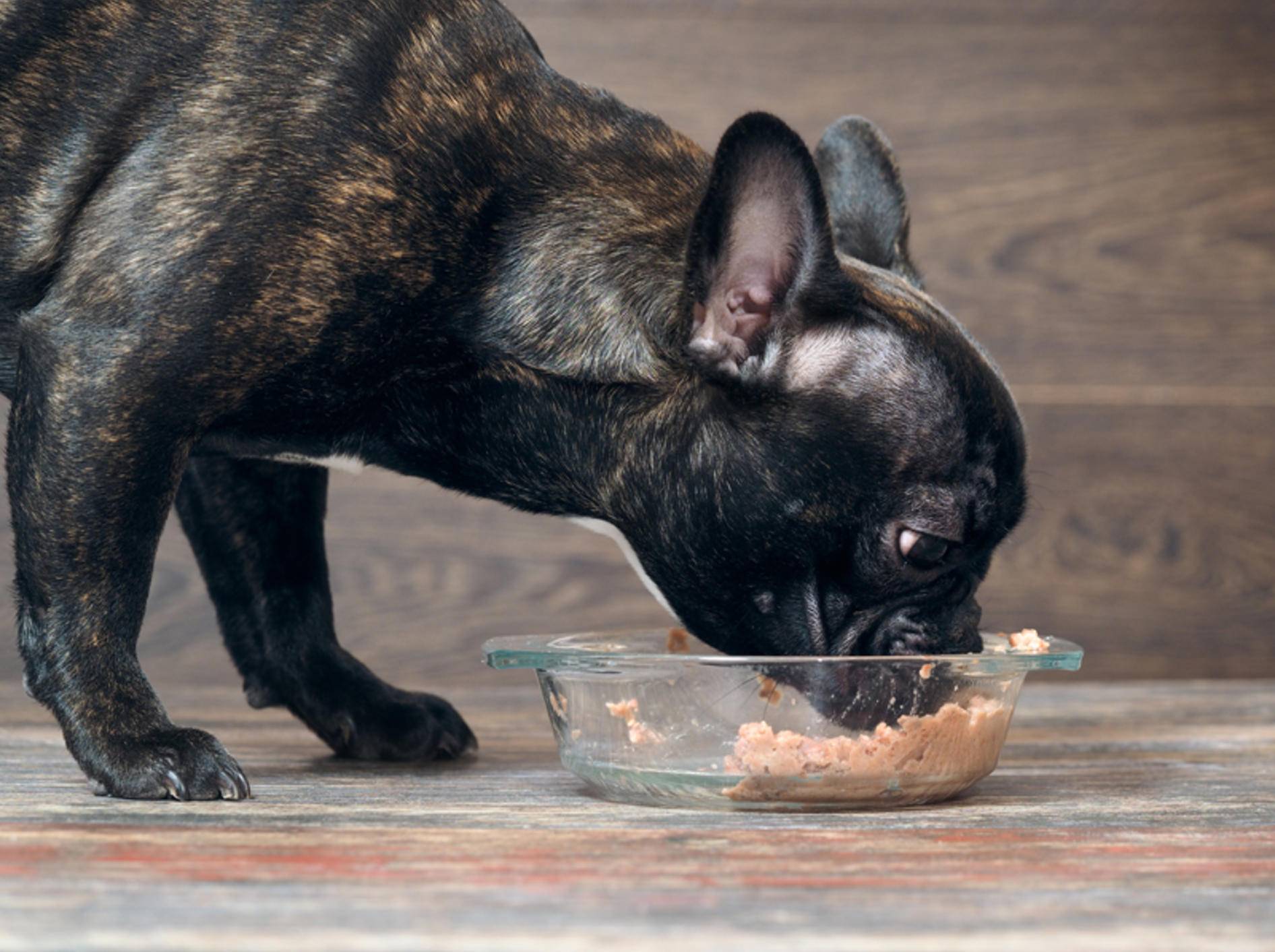 Die Hundeernährung kann großen Einfluss auf Stimmung und Verhalten Ihres Vierbeiners haben – Shutterstock / Irina Kozorog