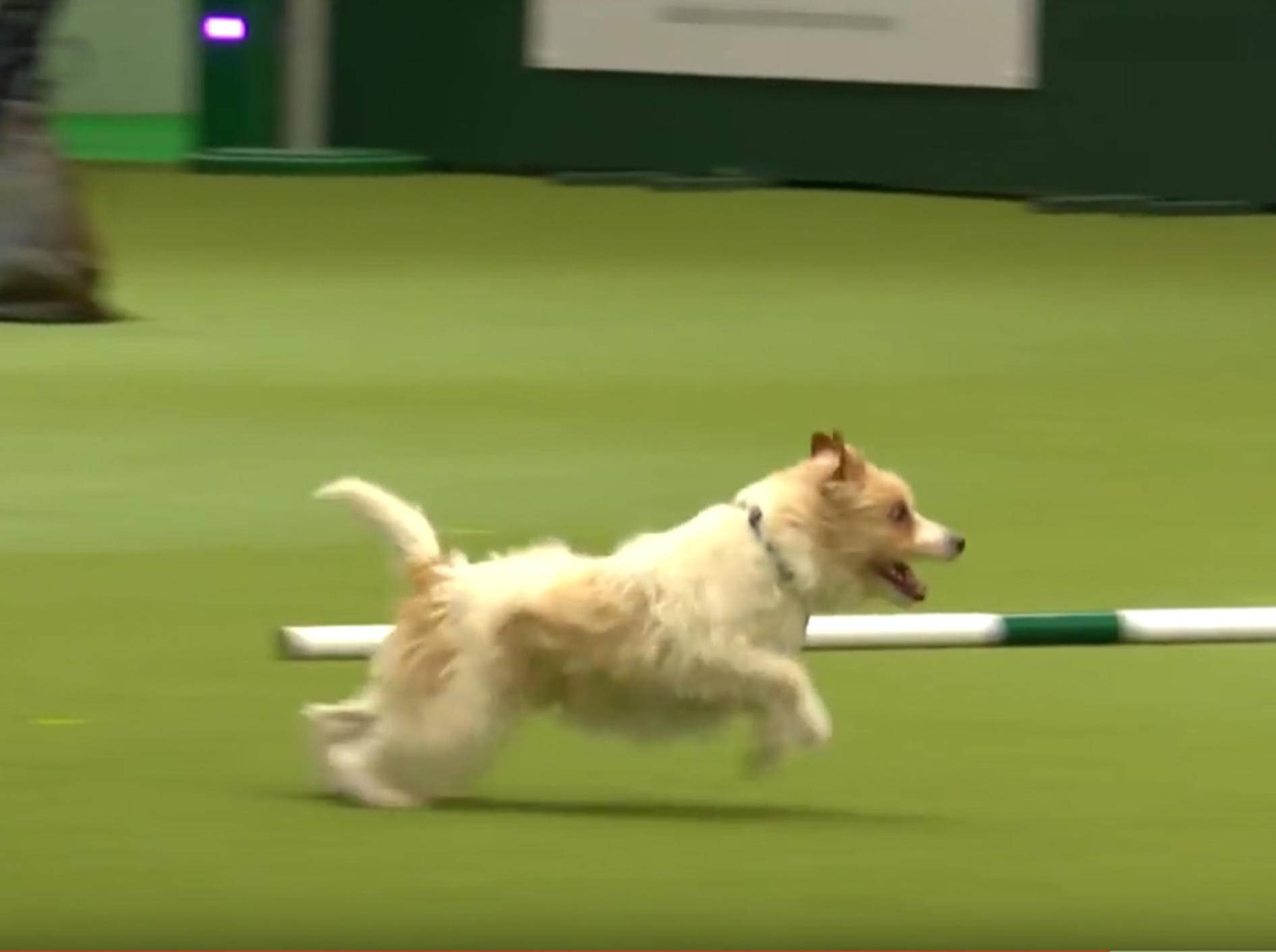 Jack-Russell-Terrier Olly pfeift auf Agility-Regeln – YouTube / Crufts