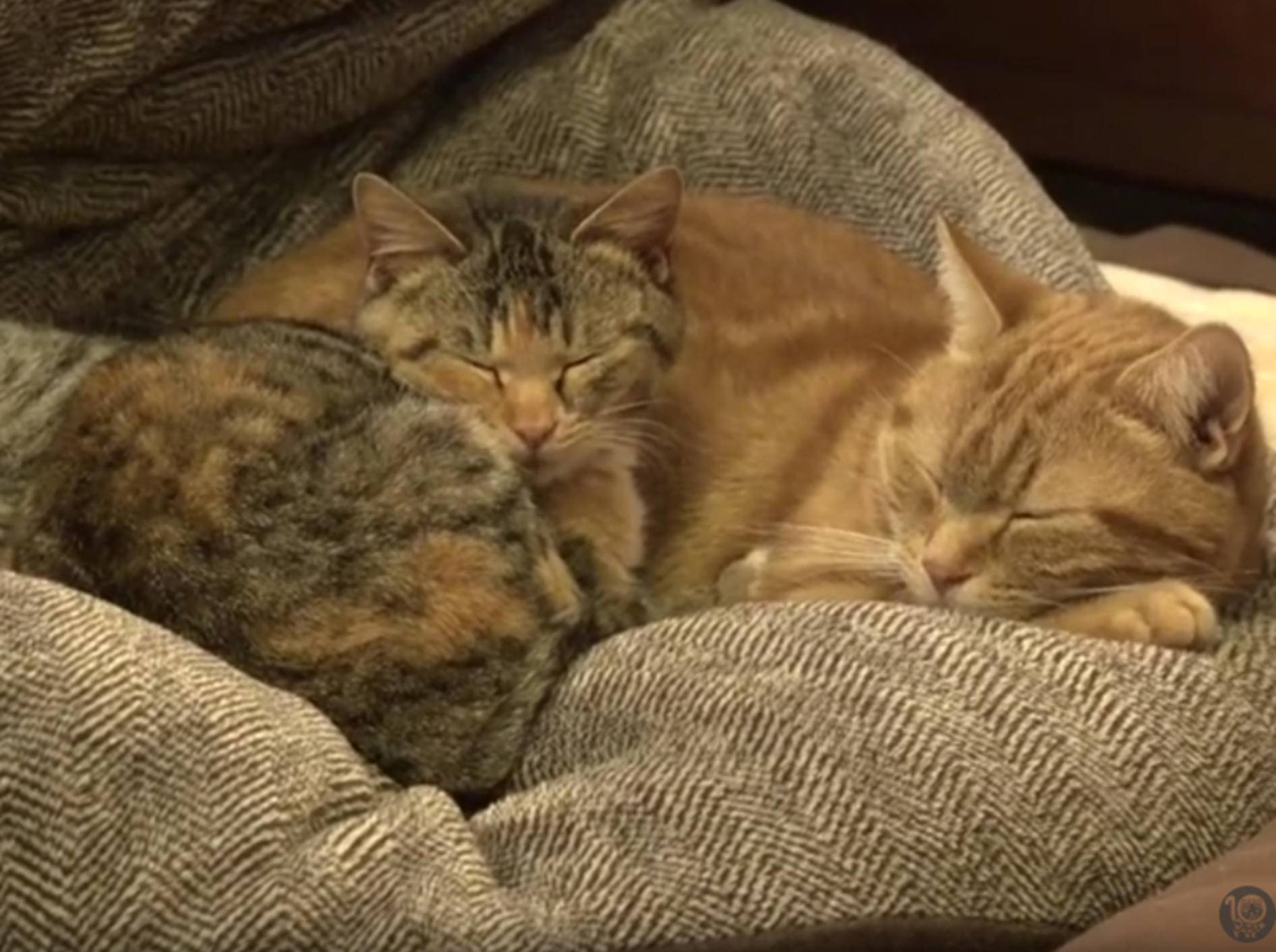 Katzen spielen Babysitter für kleines Adoptivkätzchen – YouTube / 10 Cats.