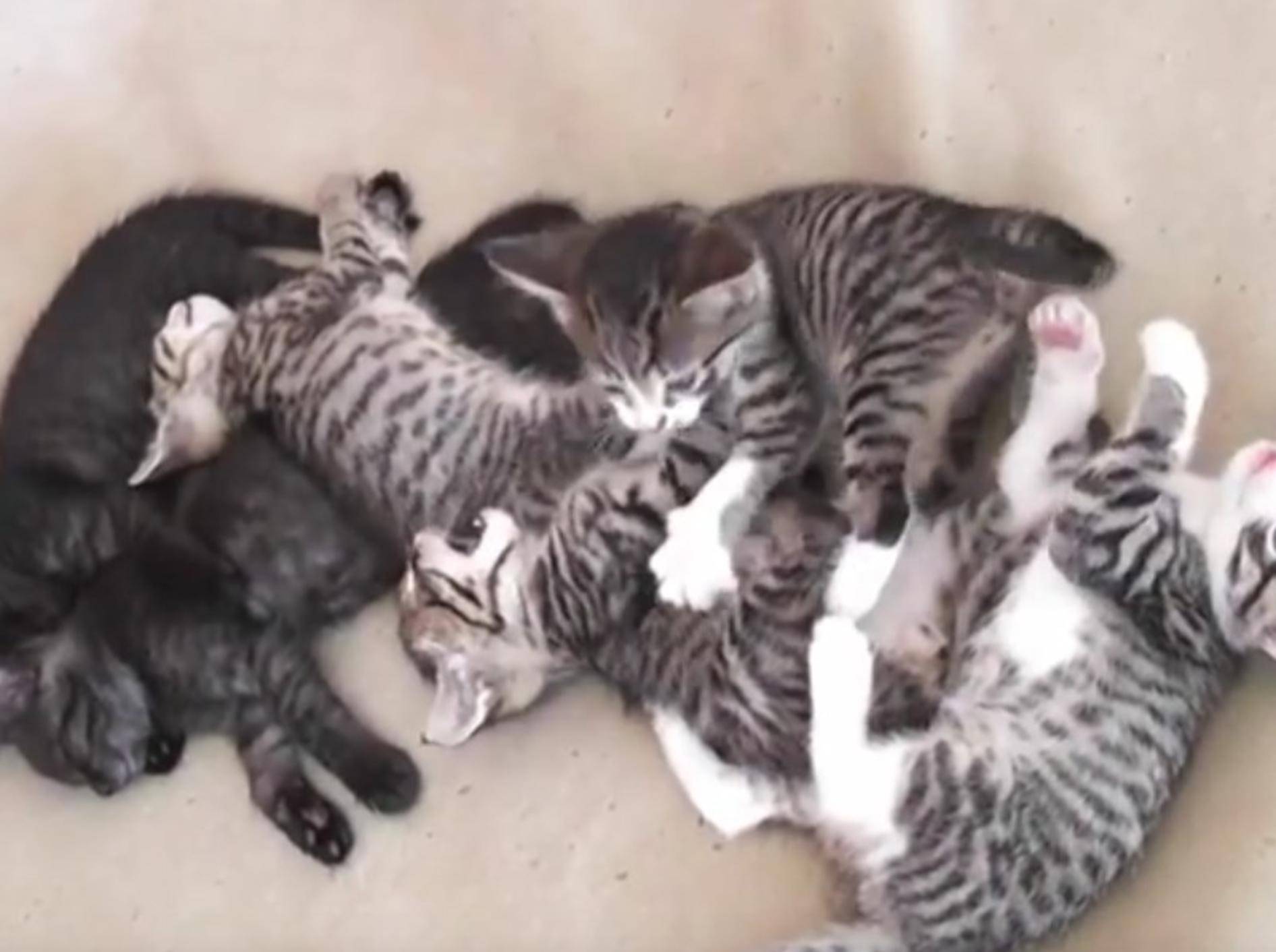 So herzig, diese kleinen Tapsnasen – YouTube / The Kits Cats